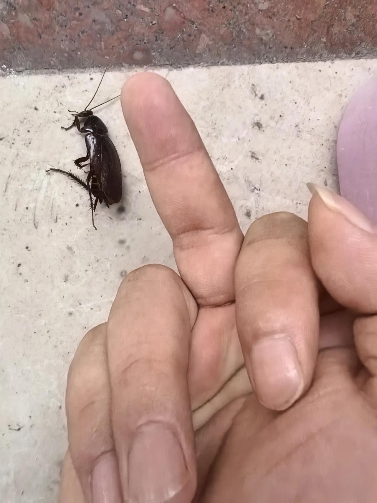 胆大妄为的虫子 昆虫界的霸主 这特么是蟑螂吧,这位强哥是不是有点大