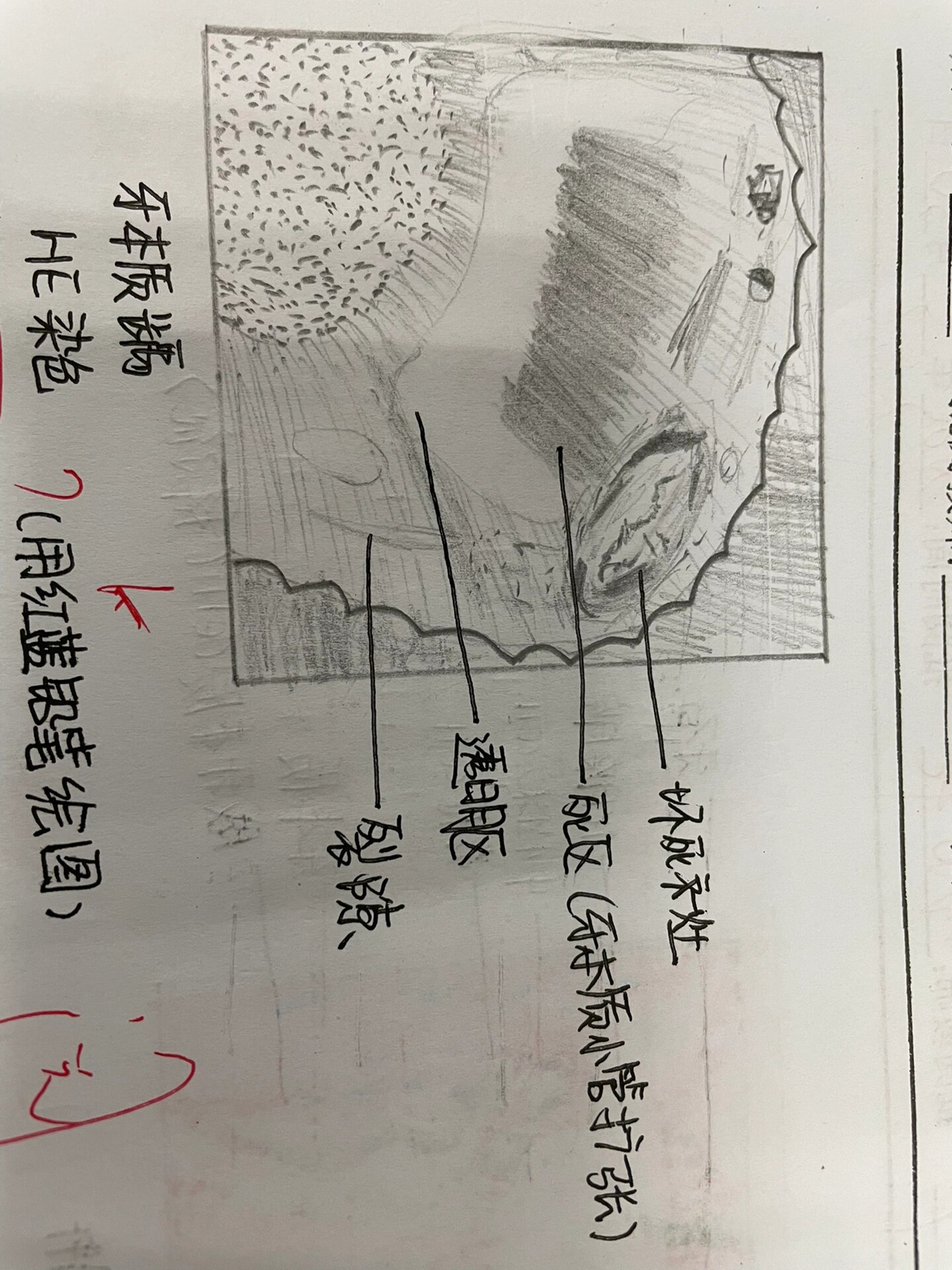 牙胚钟状期绘图图片