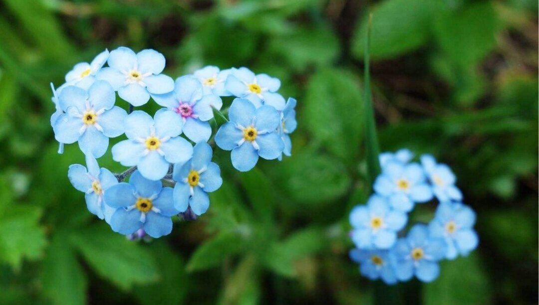 勿忘草,别名:勿忘我