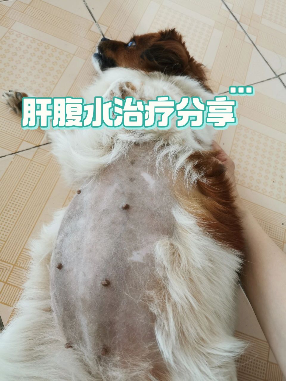 狗狗肝腹水治疗恢复经验分享——症状与诊断 因为之前分享的笔记,陆