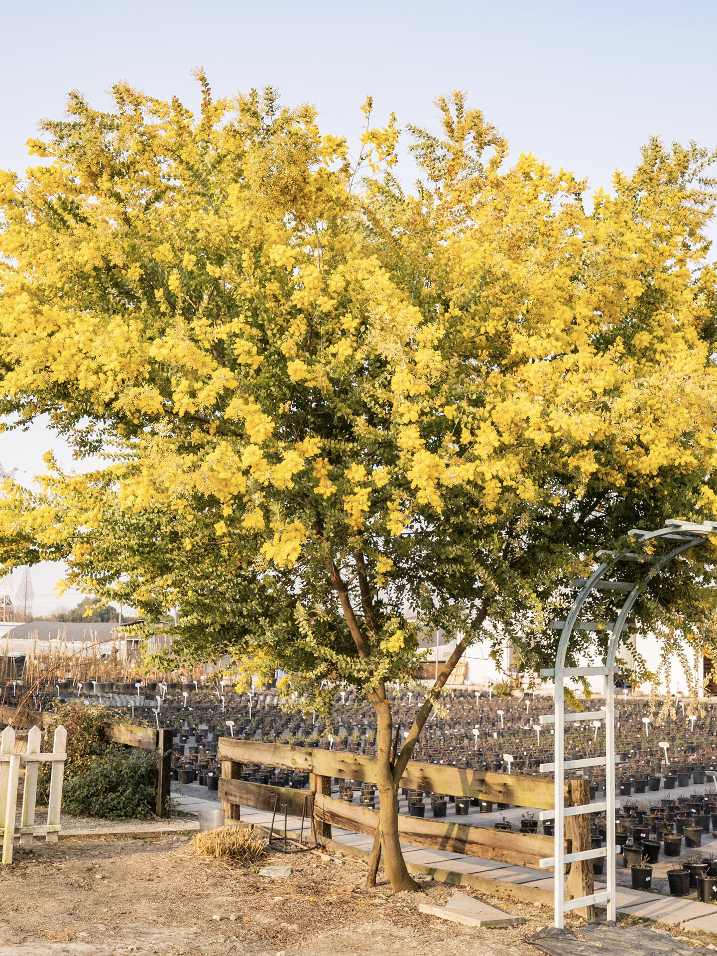 冬天开满花的树,银叶金合欢