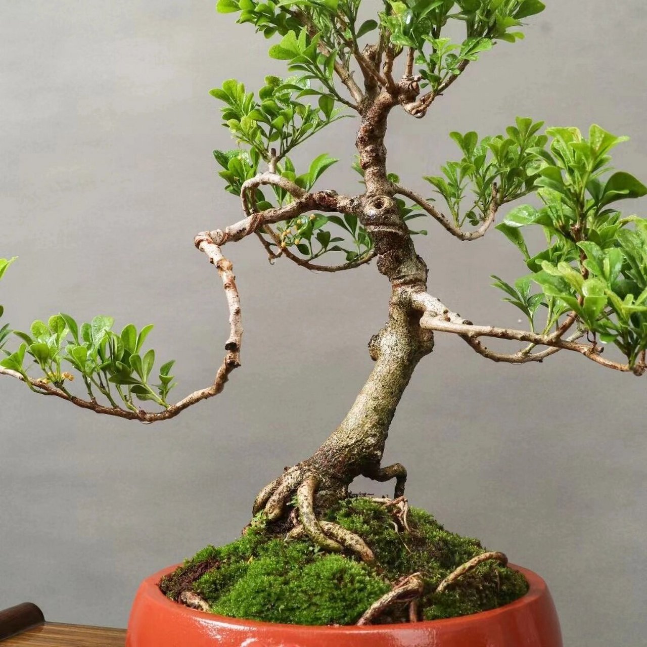 精品米兰老桩盆景,桩老叶美. 精品米兰老桩盆景,桩老叶美.