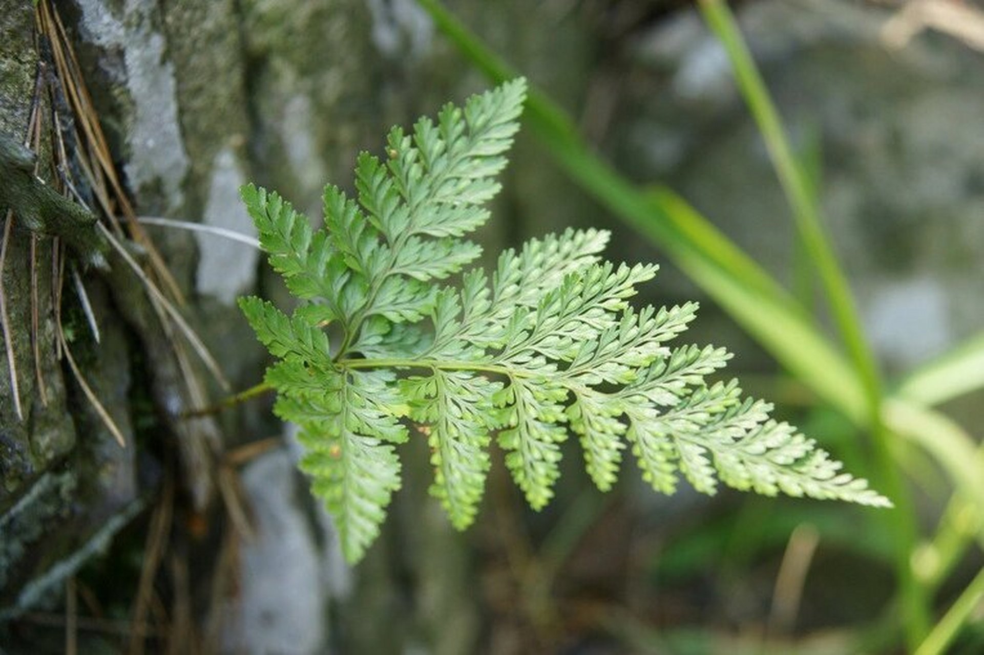 又名兔脚蕨,是水龙骨科植物槲蕨植物.