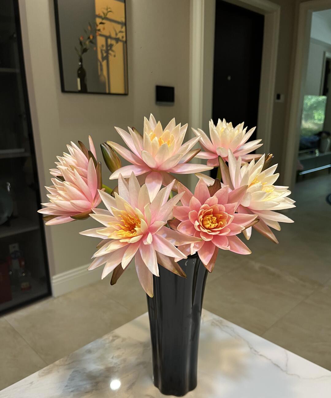 香槟色睡莲,好美