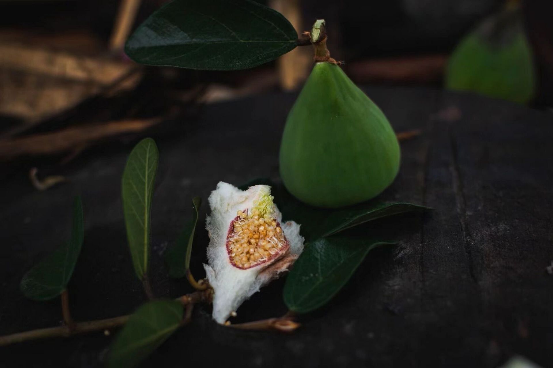 补肾固精 薜荔果中含有大量的酸性物质,具有收涩之功,可治疗因肾虚精