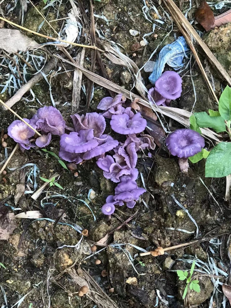 请问有人知道蘑菇的名字吗?