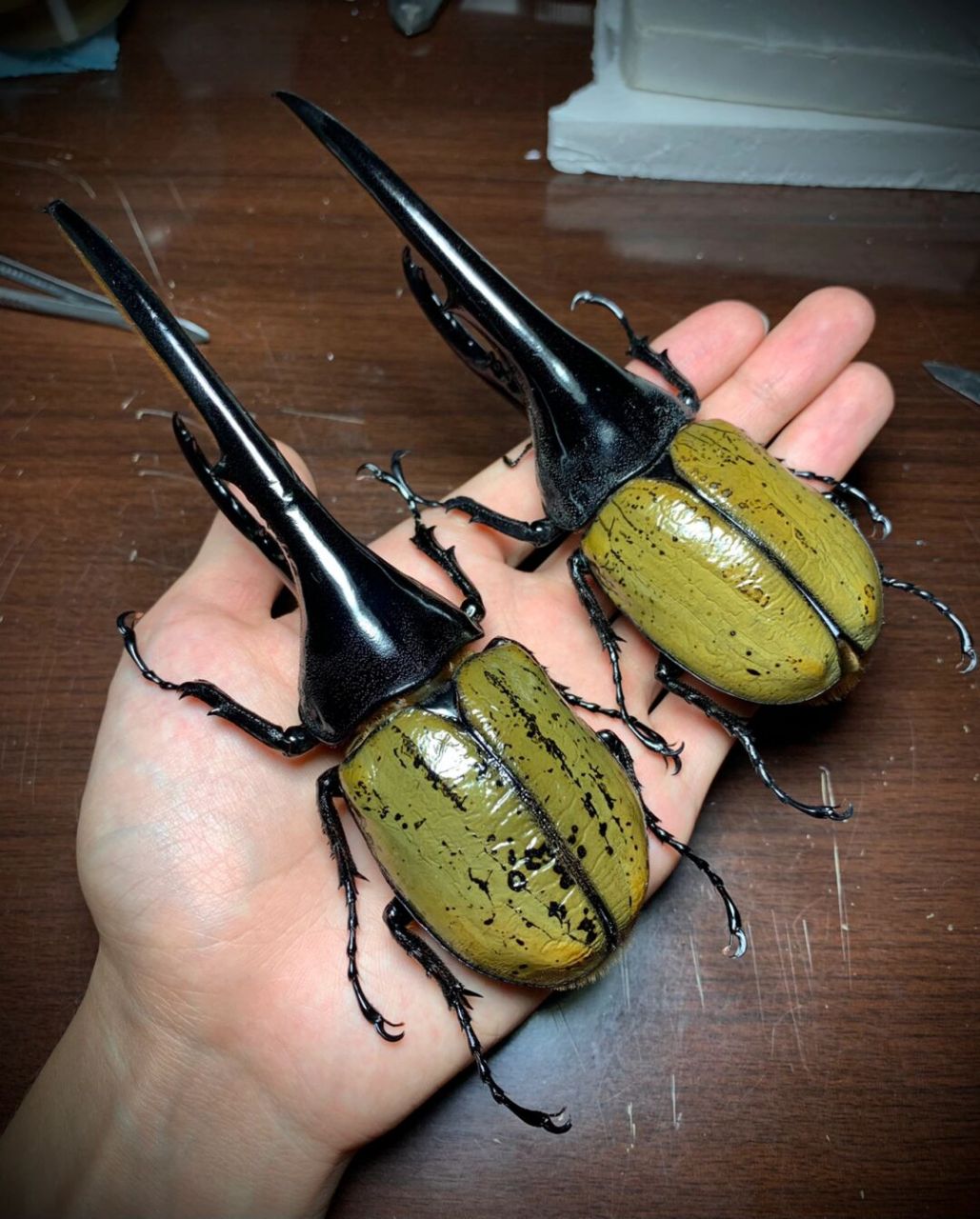 两只大个体的长戟大兜虫～ 凶猛又帅气[害羞]#昆虫# #长戟大兜虫#