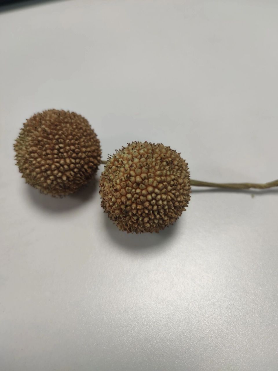 求问|这个梧桐树上结个球球大名叫啥呀 一直都喊梧桐树上的球不知道叫