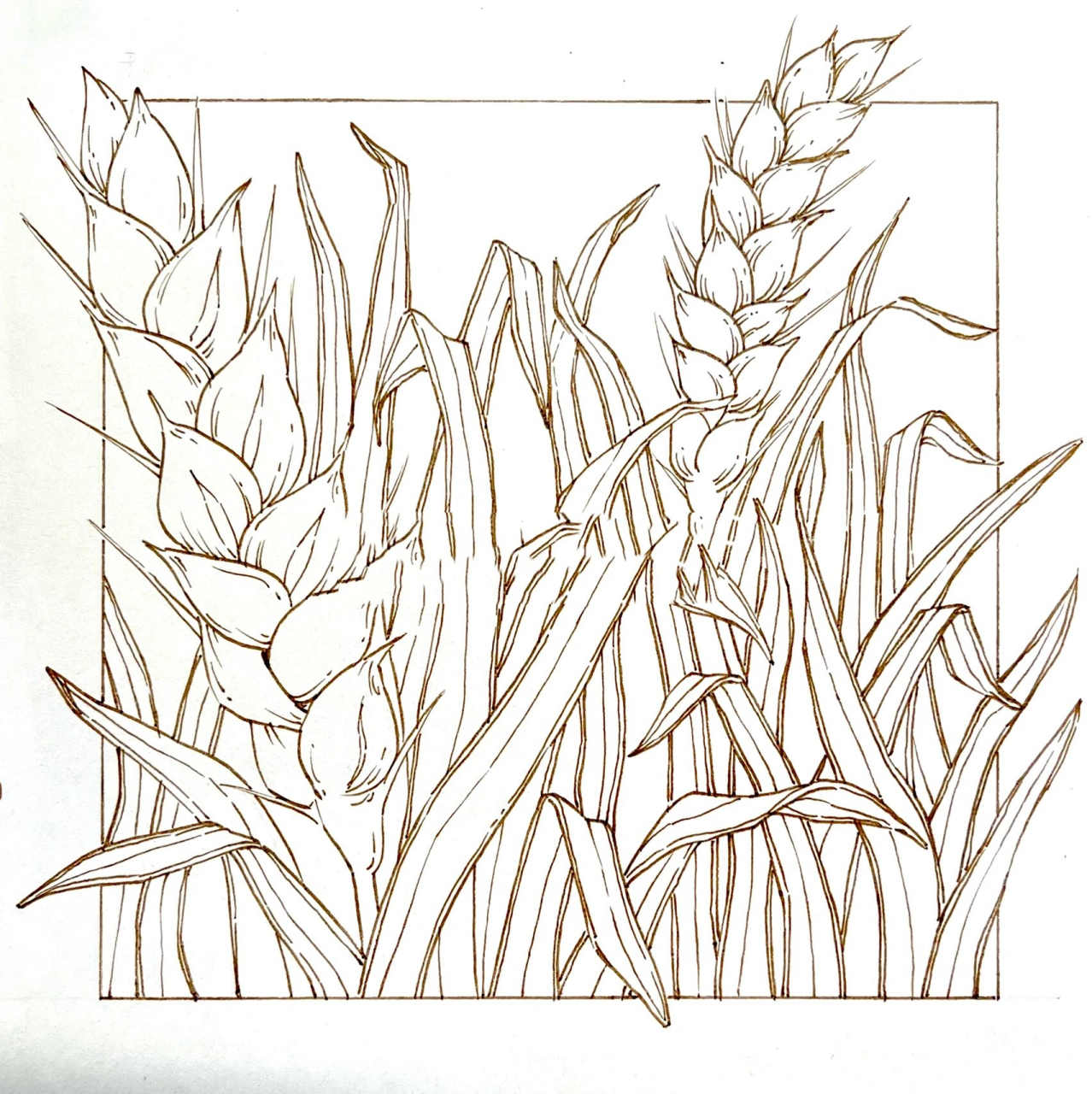 视觉传达手绘-植物元素-稻穗90上色 线稿 这次画了考研手绘高频出现