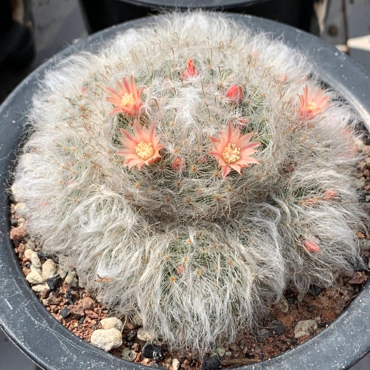 多肉之仙人球中的乳突球属白云高砂 球体绒白,质感超级好#多肉控