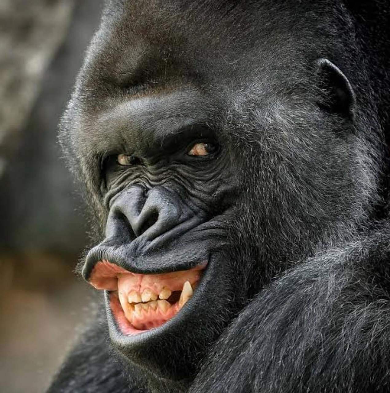 浅谈人类近亲 猩猩进化论,表情和英语 猿,尼安德特人,霍比特人,南方