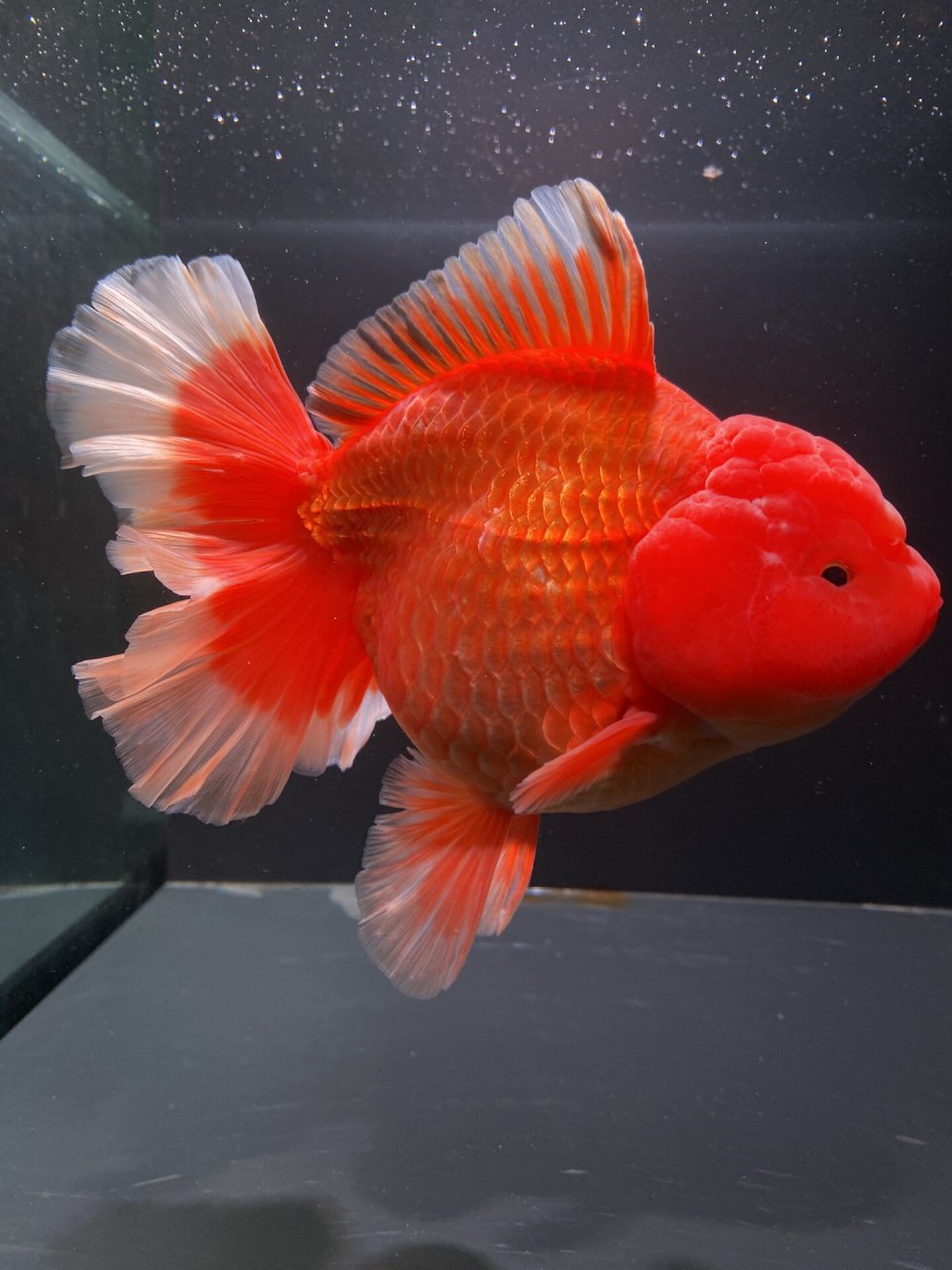 15cm爆瘤红泰狮金鱼,未发尾 #泰狮金鱼# #百褶泰狮# # 