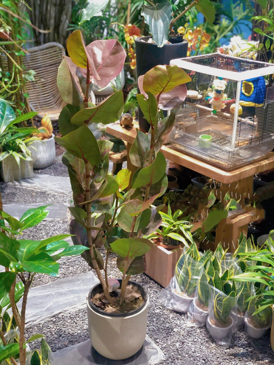 蓼科海葡萄属木本植物 易养难度:散射光处通风养护即可,整体来说就