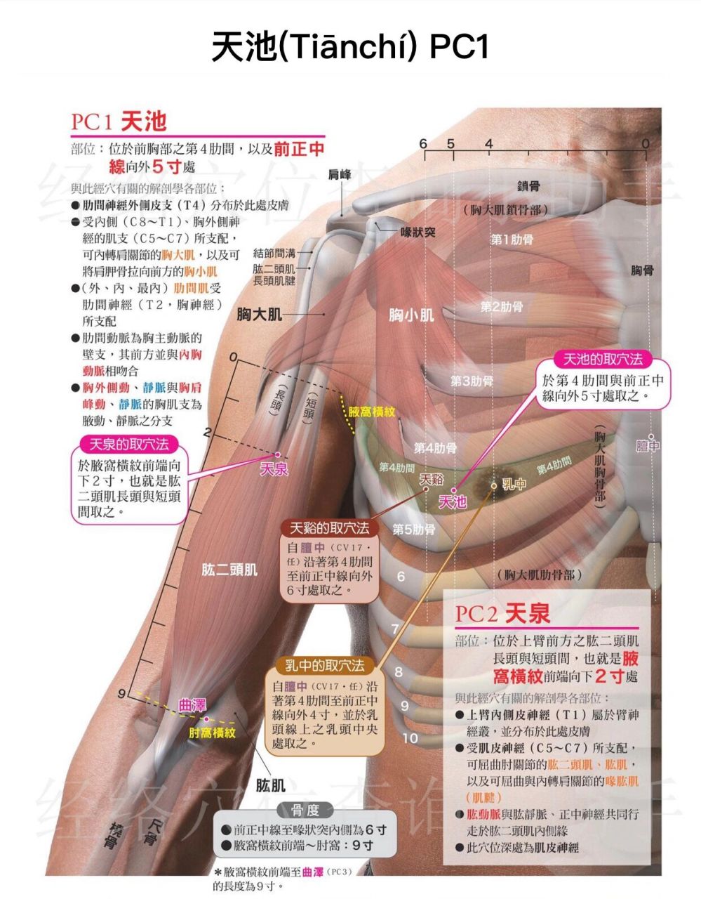 天池穴(手厥阴心包经第1穴) 特定穴 否 【主治病症】 ①乳痈,乳少等