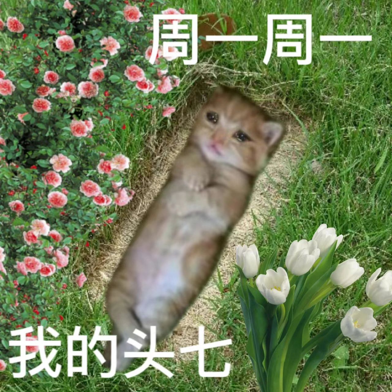 周一到周日的精神状态 没事没事 活着已经超厉害了呢 这些表情包和