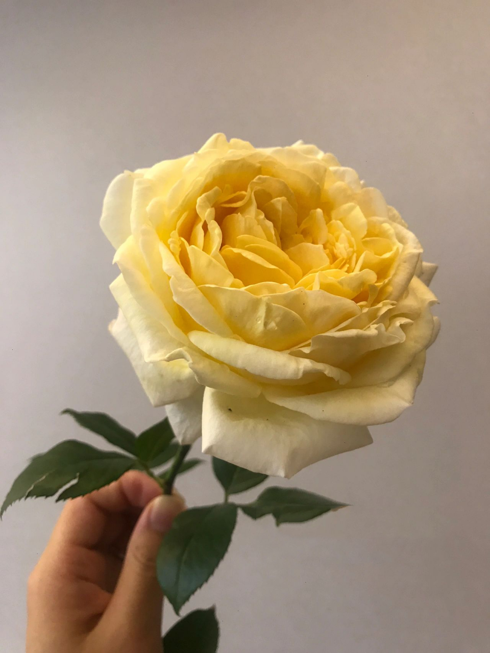 月季79伊芙金伯爵 伊芙金伯爵可以说是月季届的超模了 非常直立