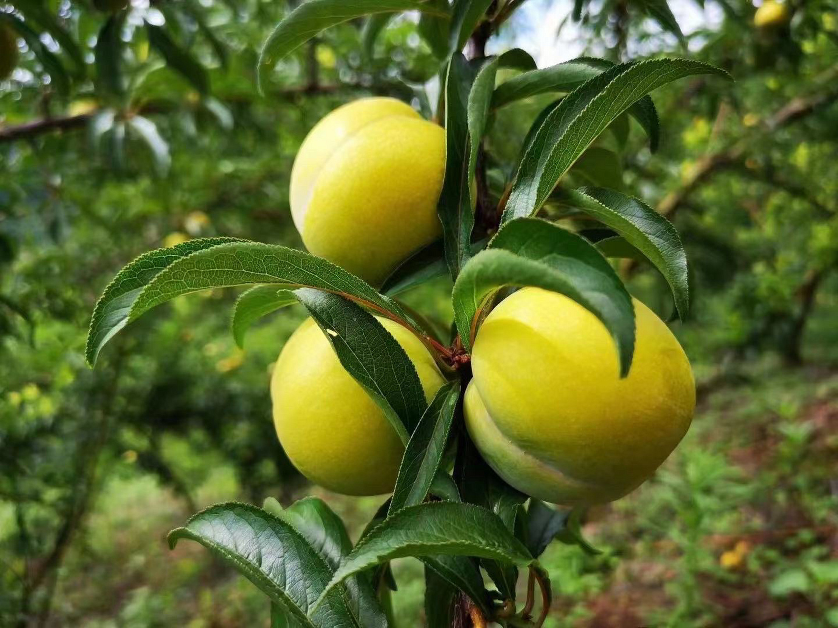 贵州蜂糖李,地域黑真的忍不住了 最近蜂糖李太多太多了 好多人都说不