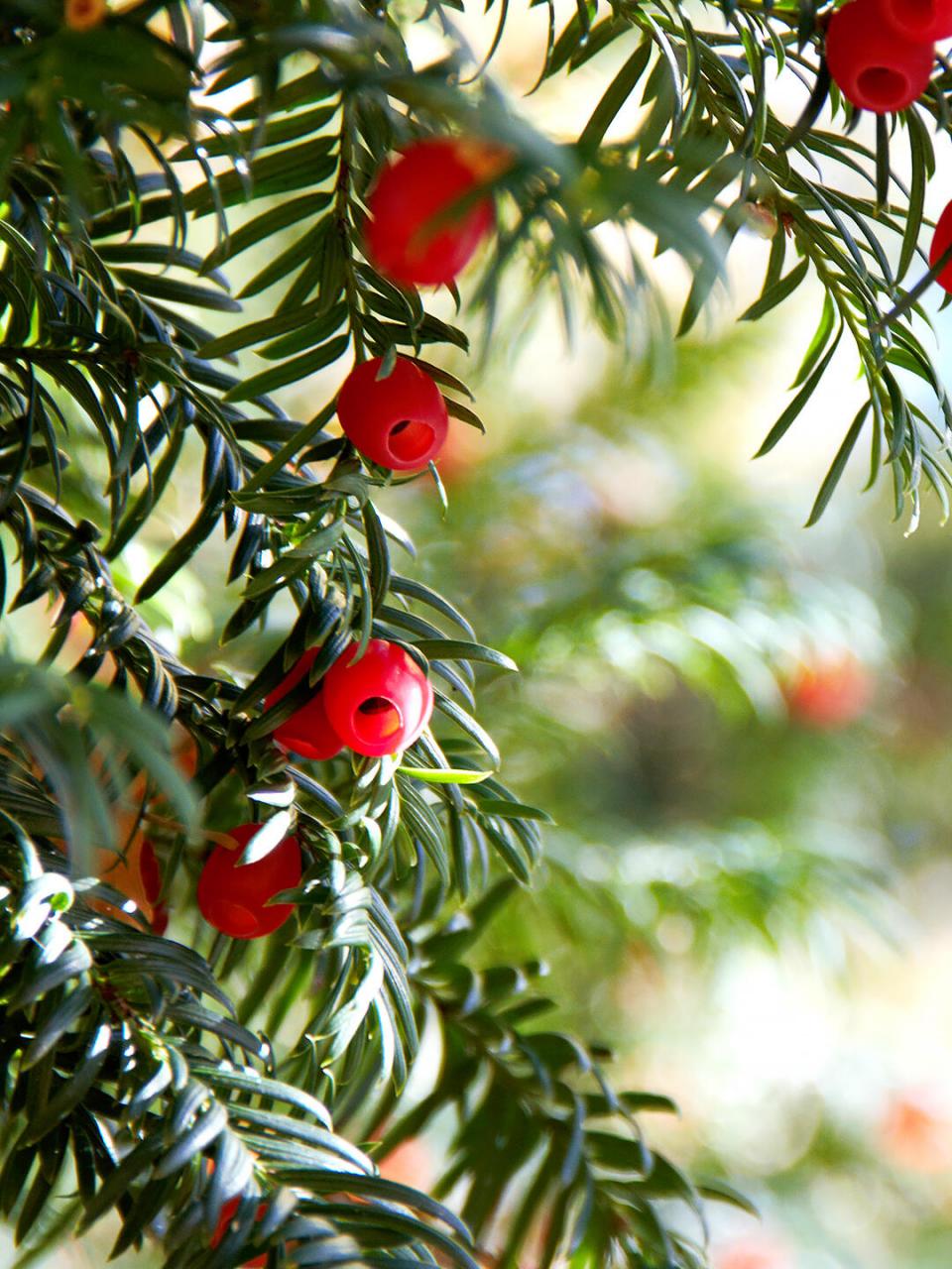 种花草养护知识 | 红豆杉 名:红豆杉/taxus wallichiana 科:红豆杉科