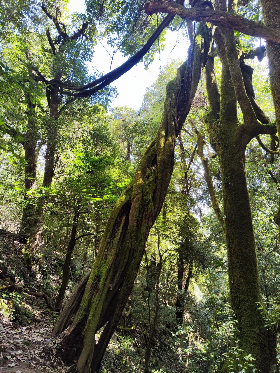 楚雄周边半日户外徒步 牟定县·化佛山风景区 楚雄出发1h左右车程可以