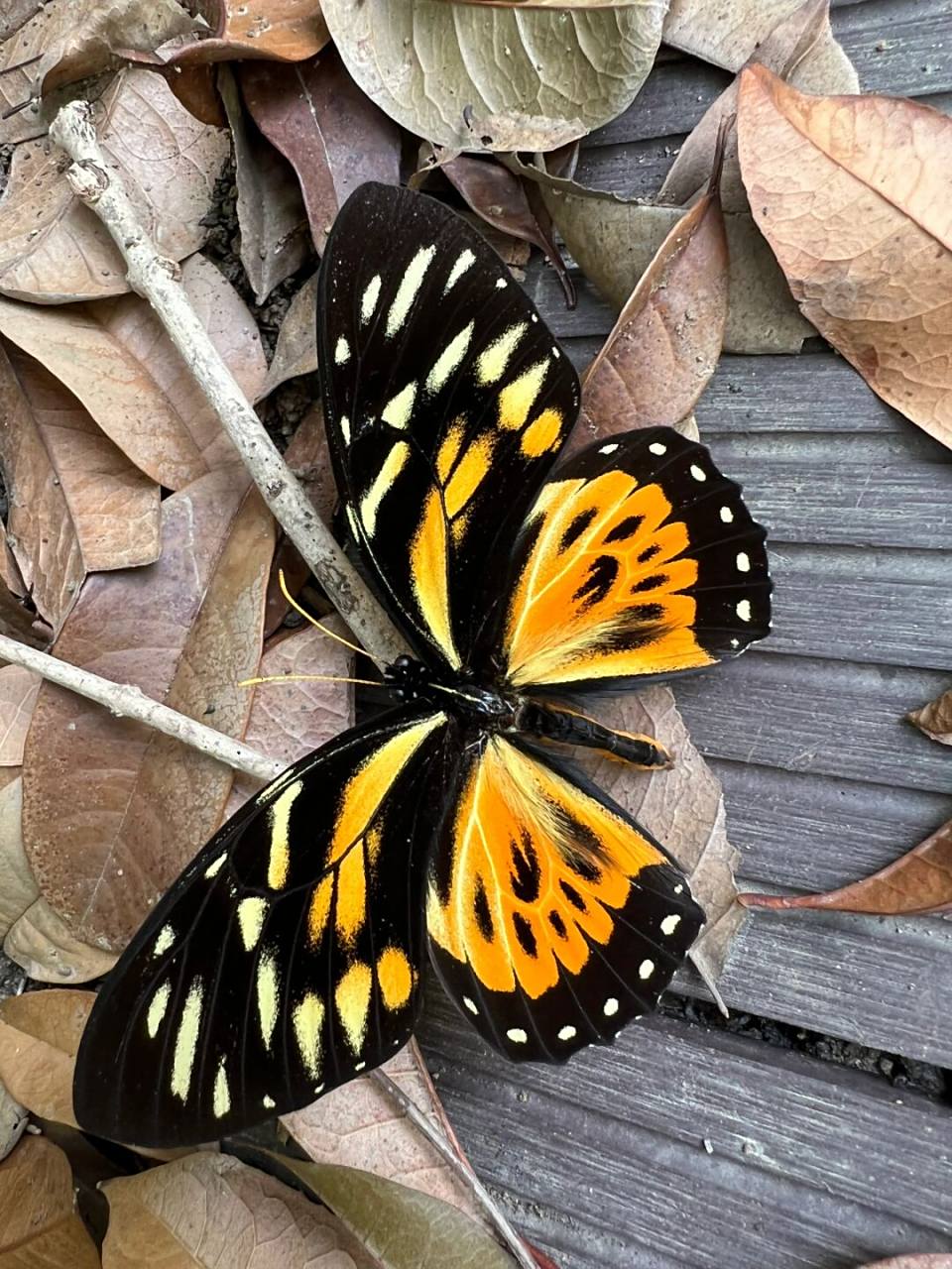 豹凤蝶 信息给你们来补吧#真蝴蝶标本# #和大自然亲密接触# #一起享受