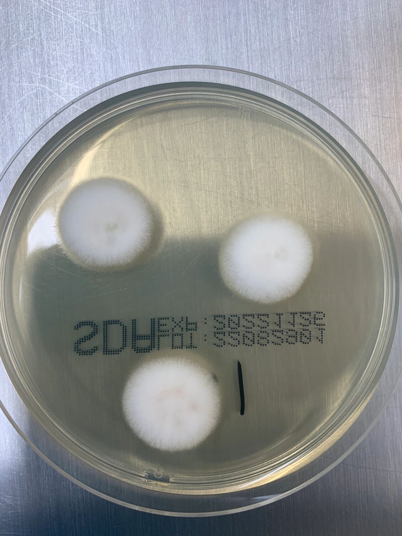 一例丝状真菌(镰刀菌) 镰刀菌菌属又称镰孢霉,该菌存活能力极强可以在