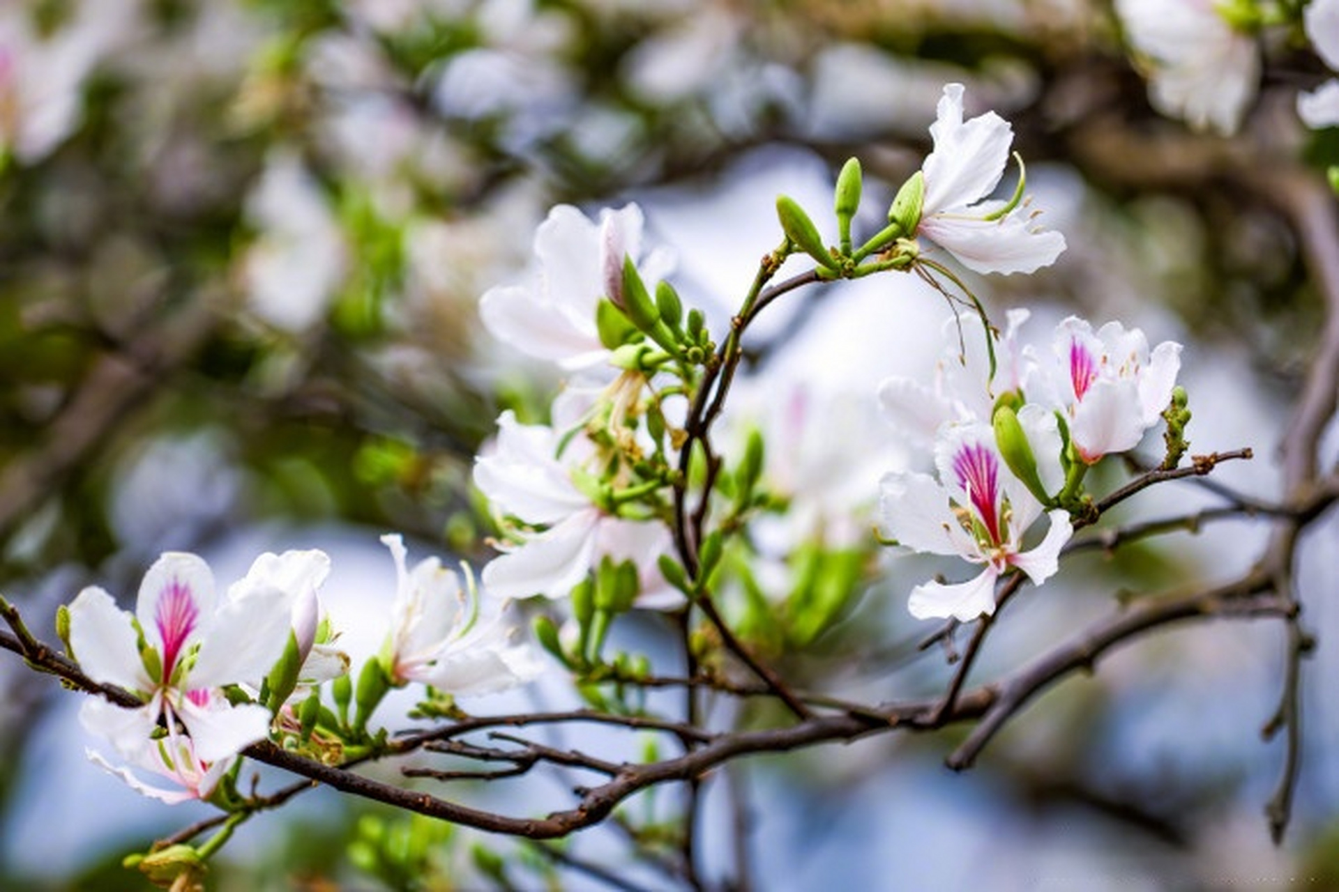 【#春日玉荷花开淡雅迷人#】春季,在云南省红河哈尼族彝族自治州开远