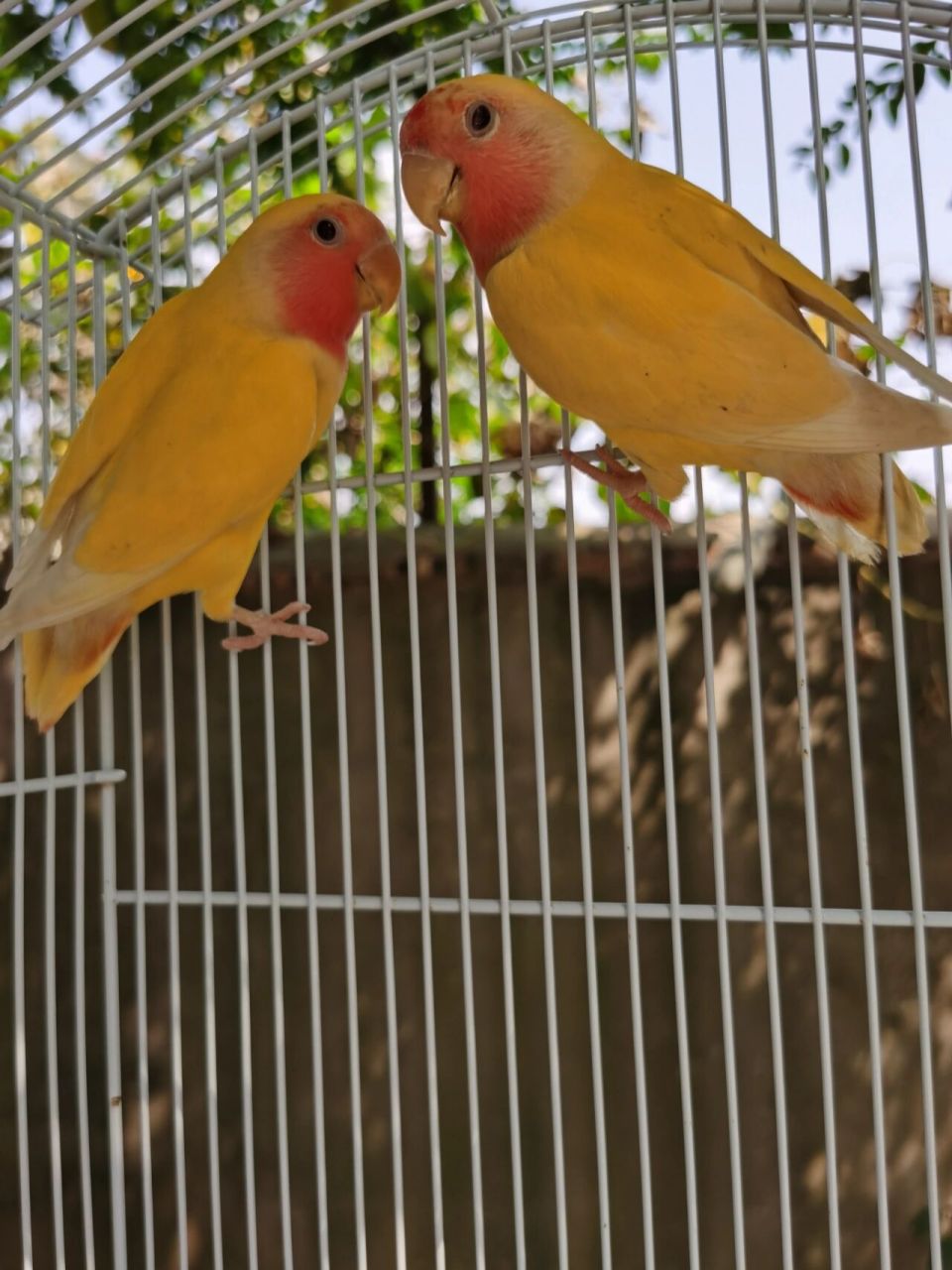 黄桃鹦鹉 公母鉴别 买了两只鹦鹉 养了一个月了 能不能帮忙判断下公母