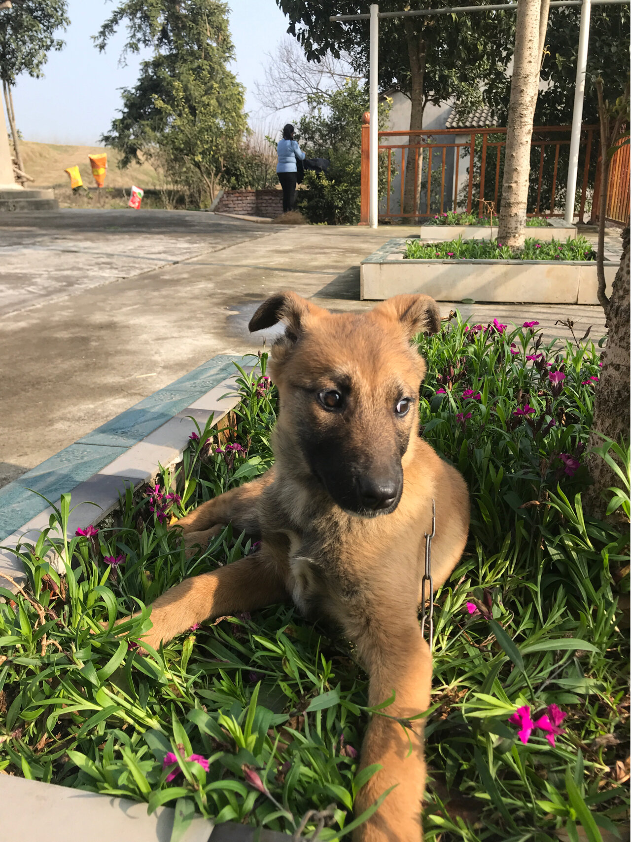 细犬和马犬图片