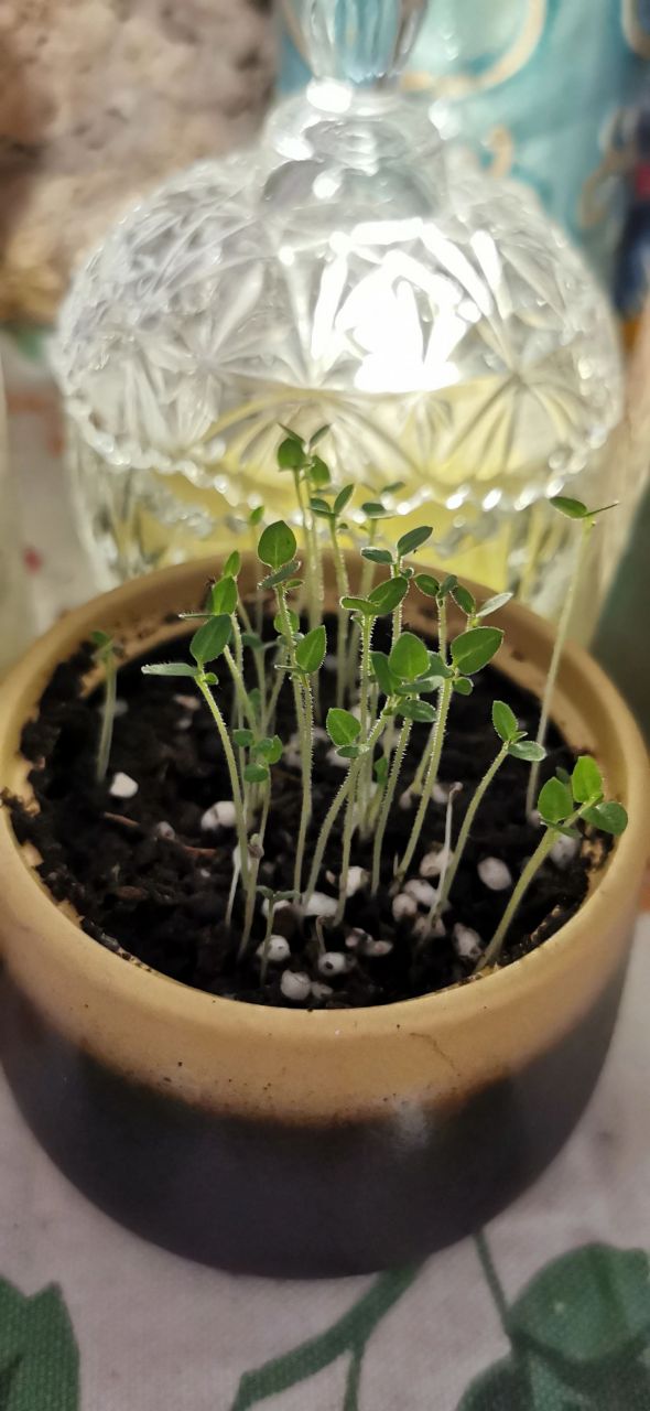 种植人参果  种植,一点点发芽,一点点长大