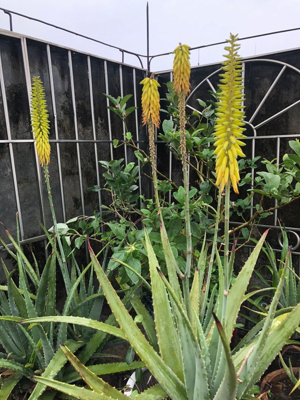 这还是去年的小苗苗种的,芦荟花期很长,能开1-2个月,就这么从容不迫的