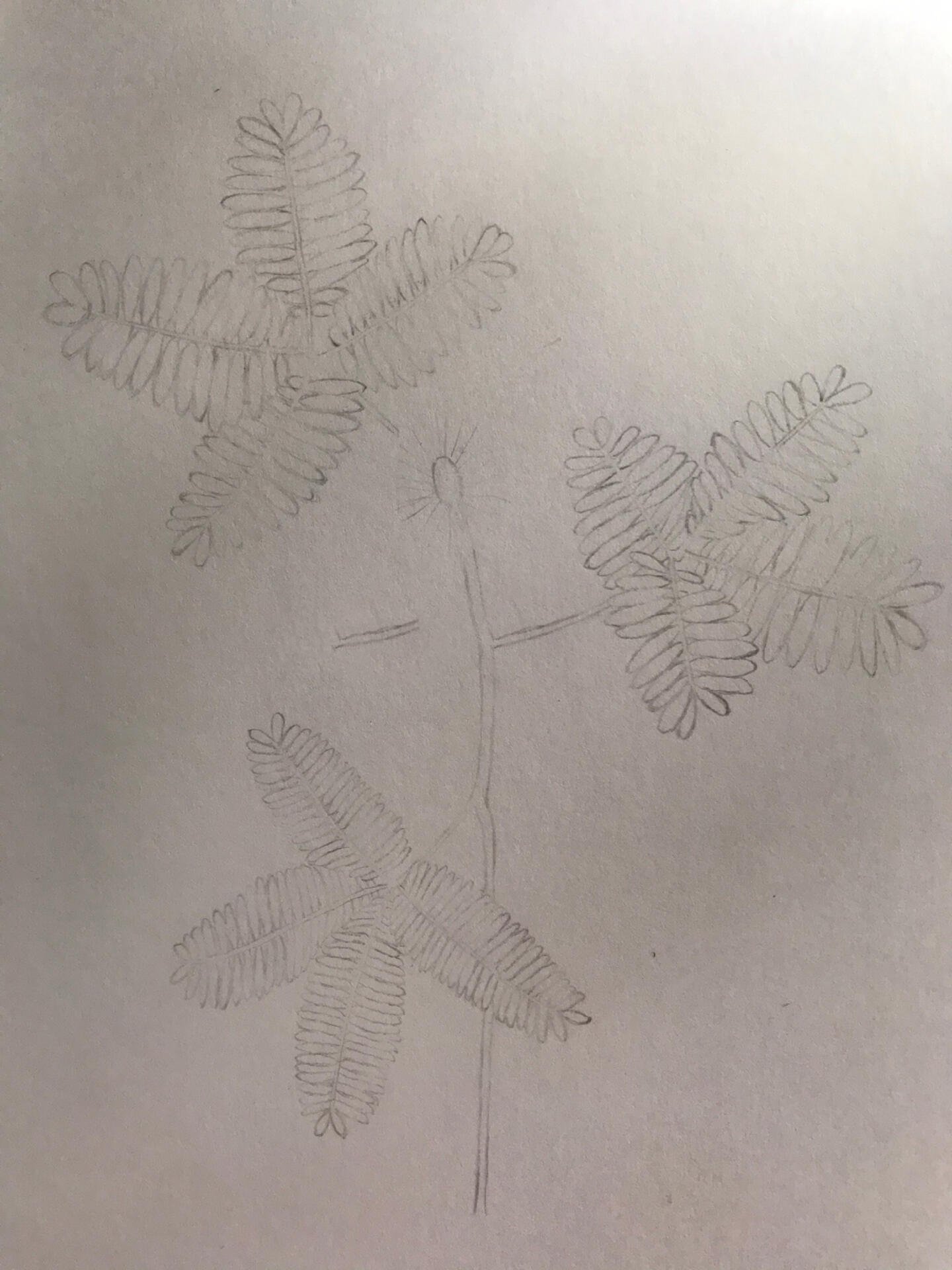 绘画42|彩铅花卉-含羞草 附步骤图