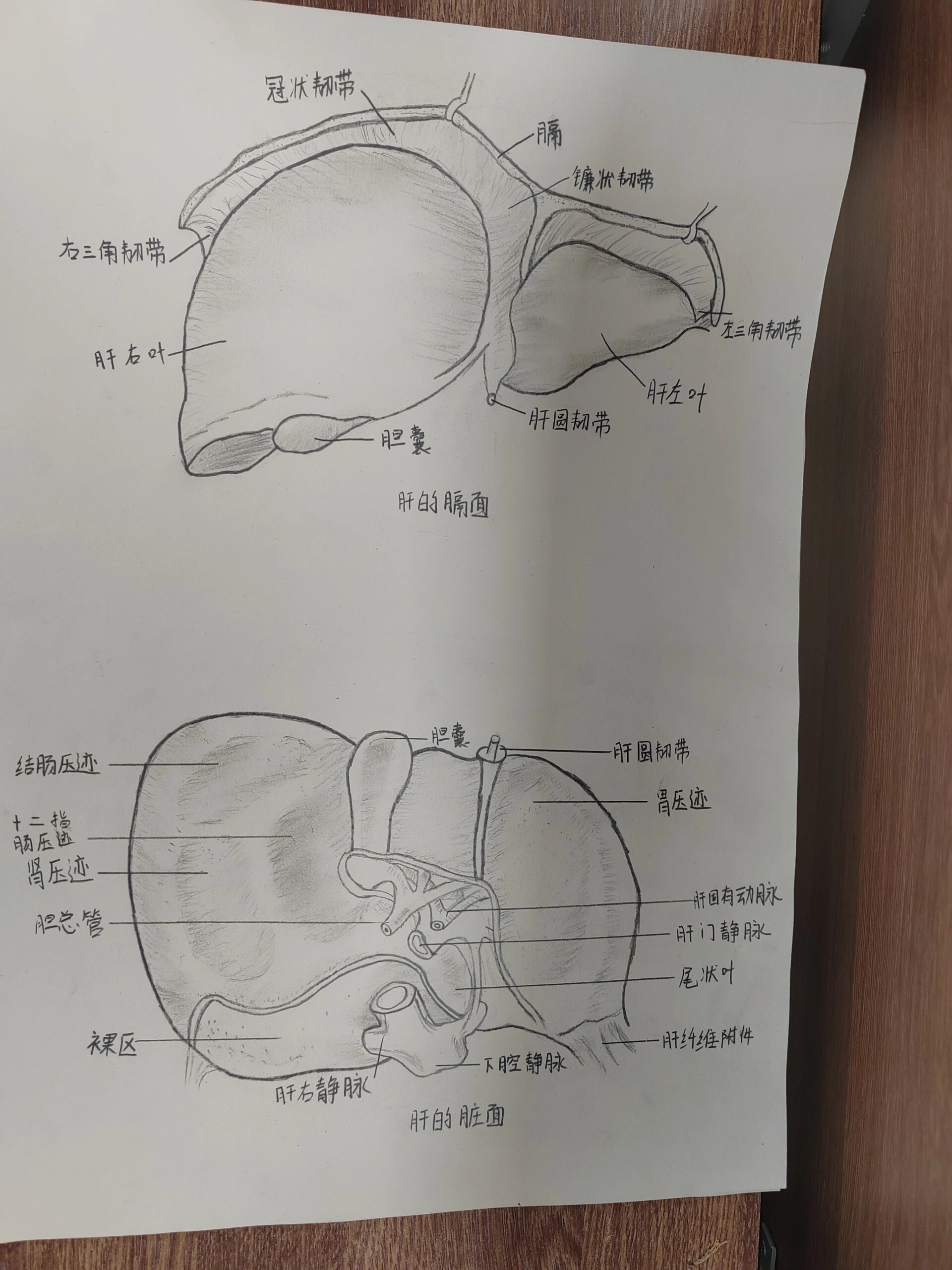 解剖绘图竞赛