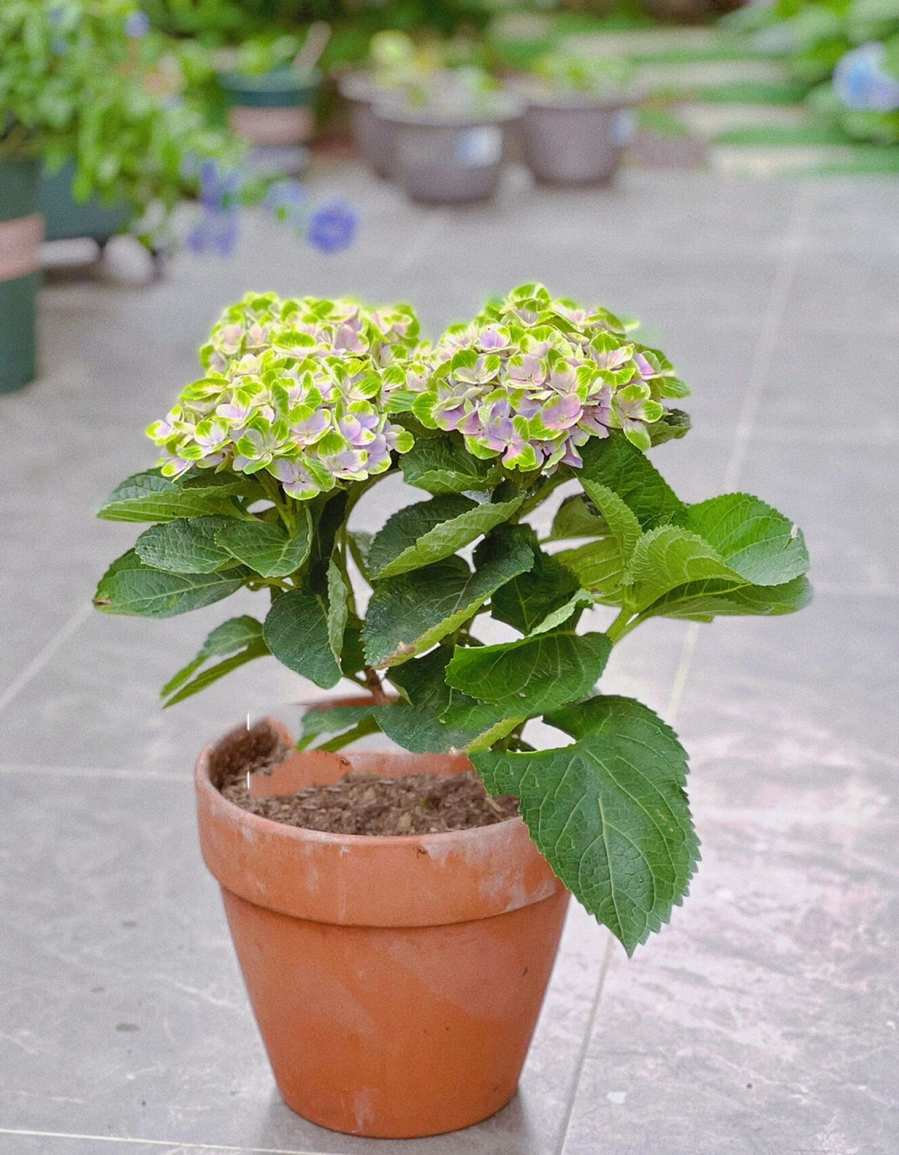 绣球魔幻紫水晶|开花三个月,阳台党必入哟 94魔幻紫水晶,大花绣球