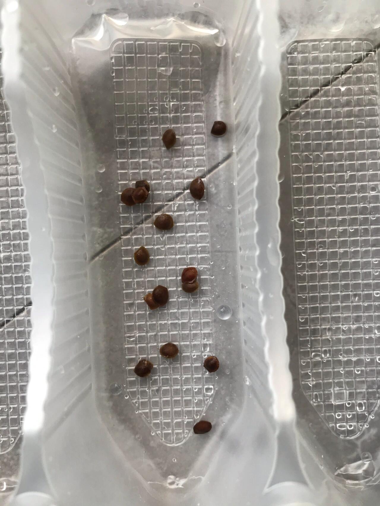 含羞草催芽 种子泡了生根粉,纸巾催芽,看一下效果.