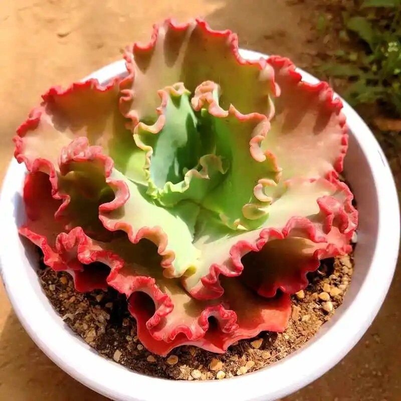 每天认识一种多肉 女王花笠多肉 每天认识一种多肉 女王花笠多肉