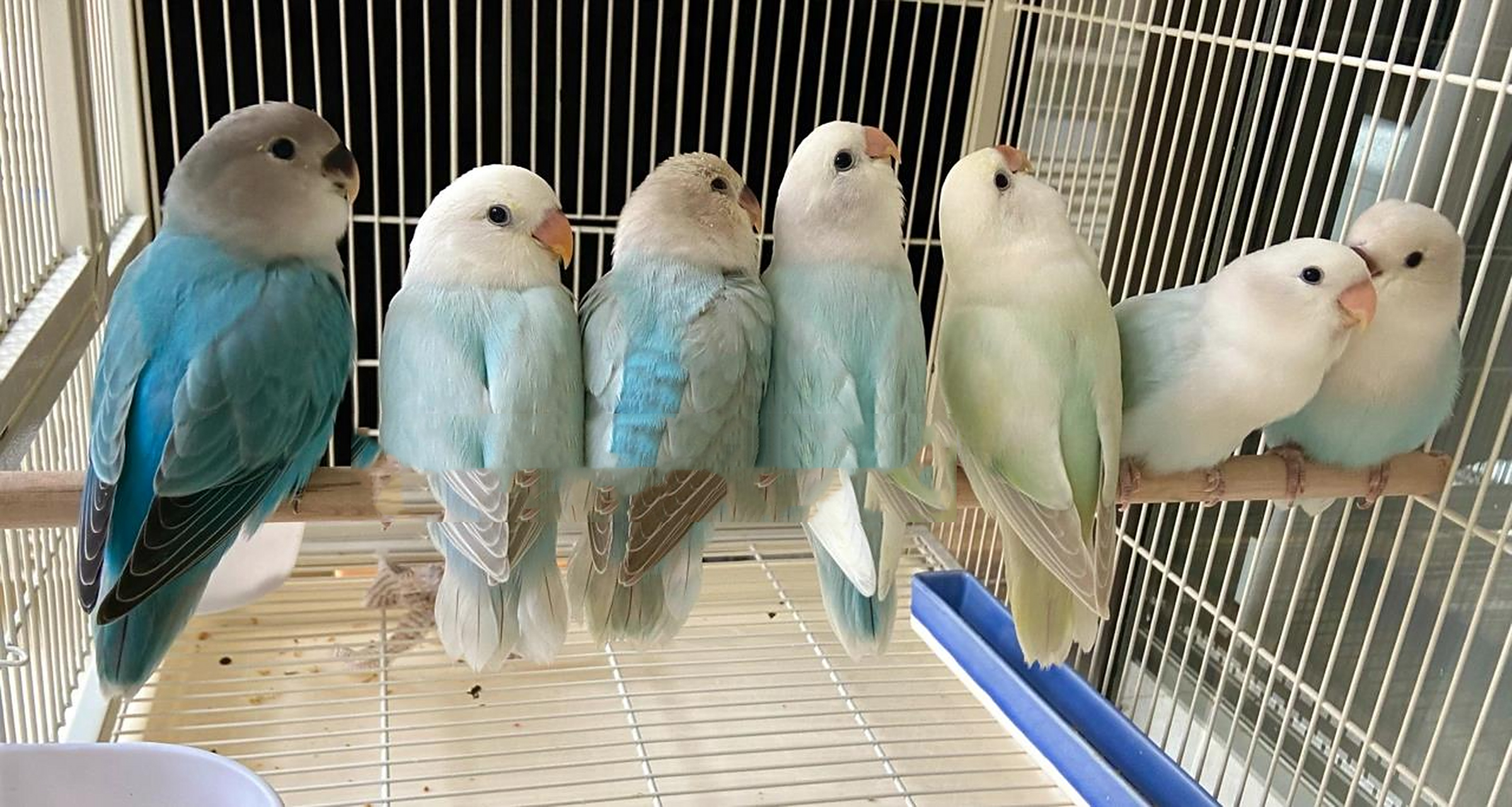 牡丹鹦鹉|松石系列小全 松石伊莎,松石薰,松薰派,松伊莎派,松石闪派