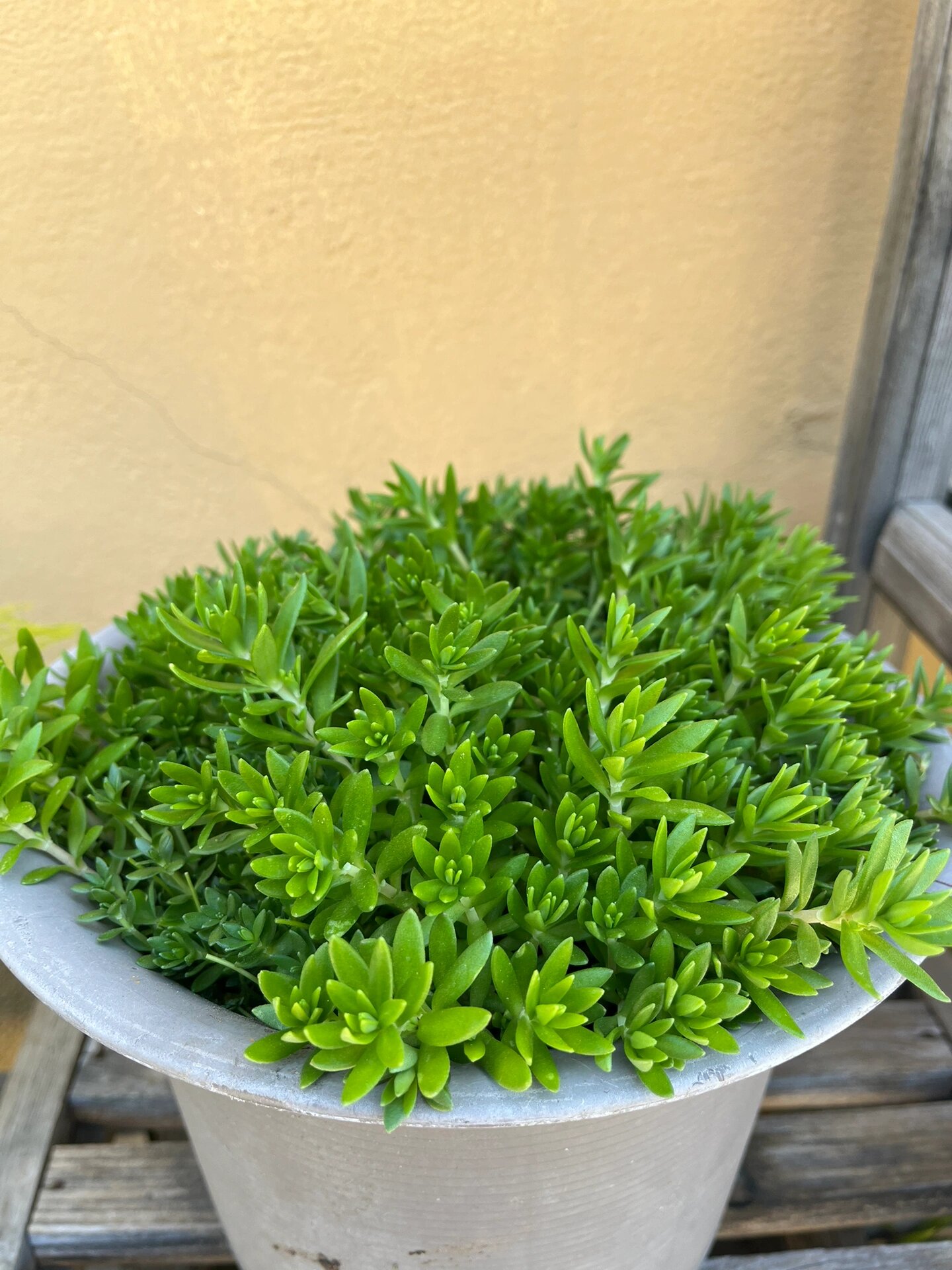 垂盆草 sedum sarmentosum 养肝草