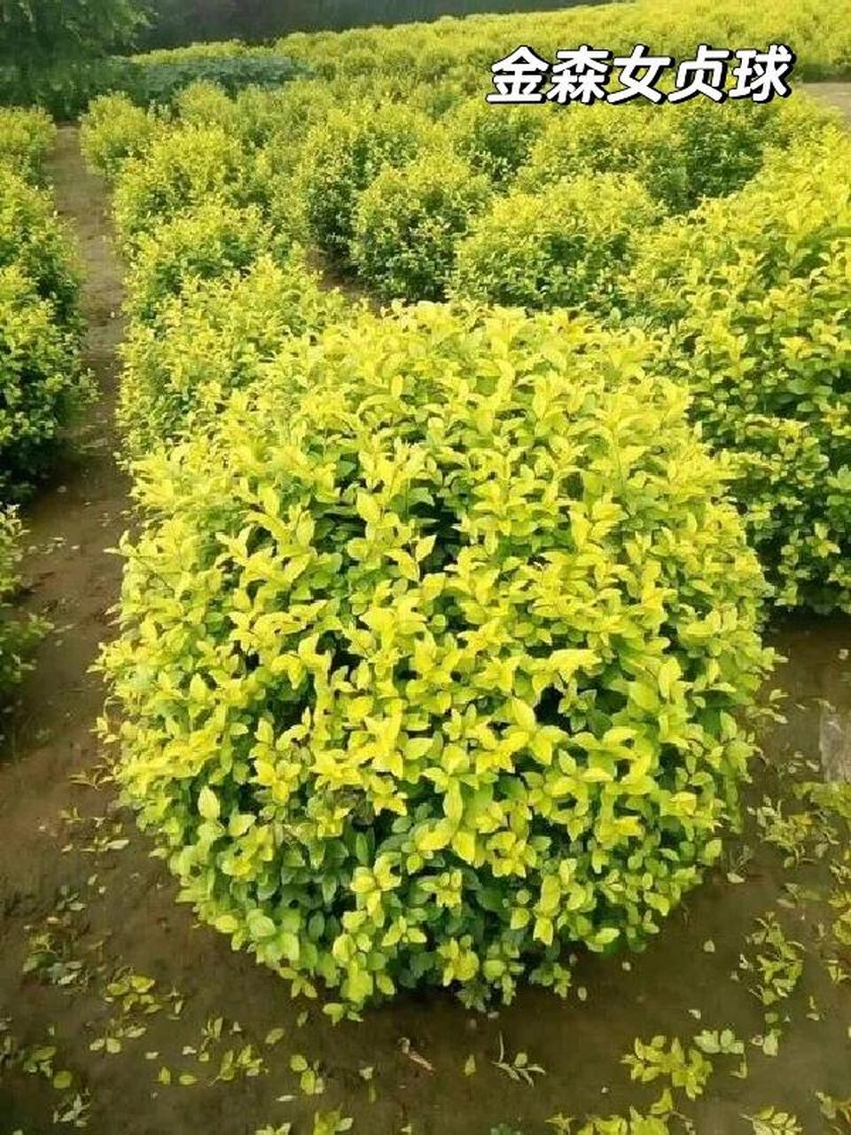 园林景观中常用的球类植物之彩叶球 金叶女贞球:【生态习性】喜光,而