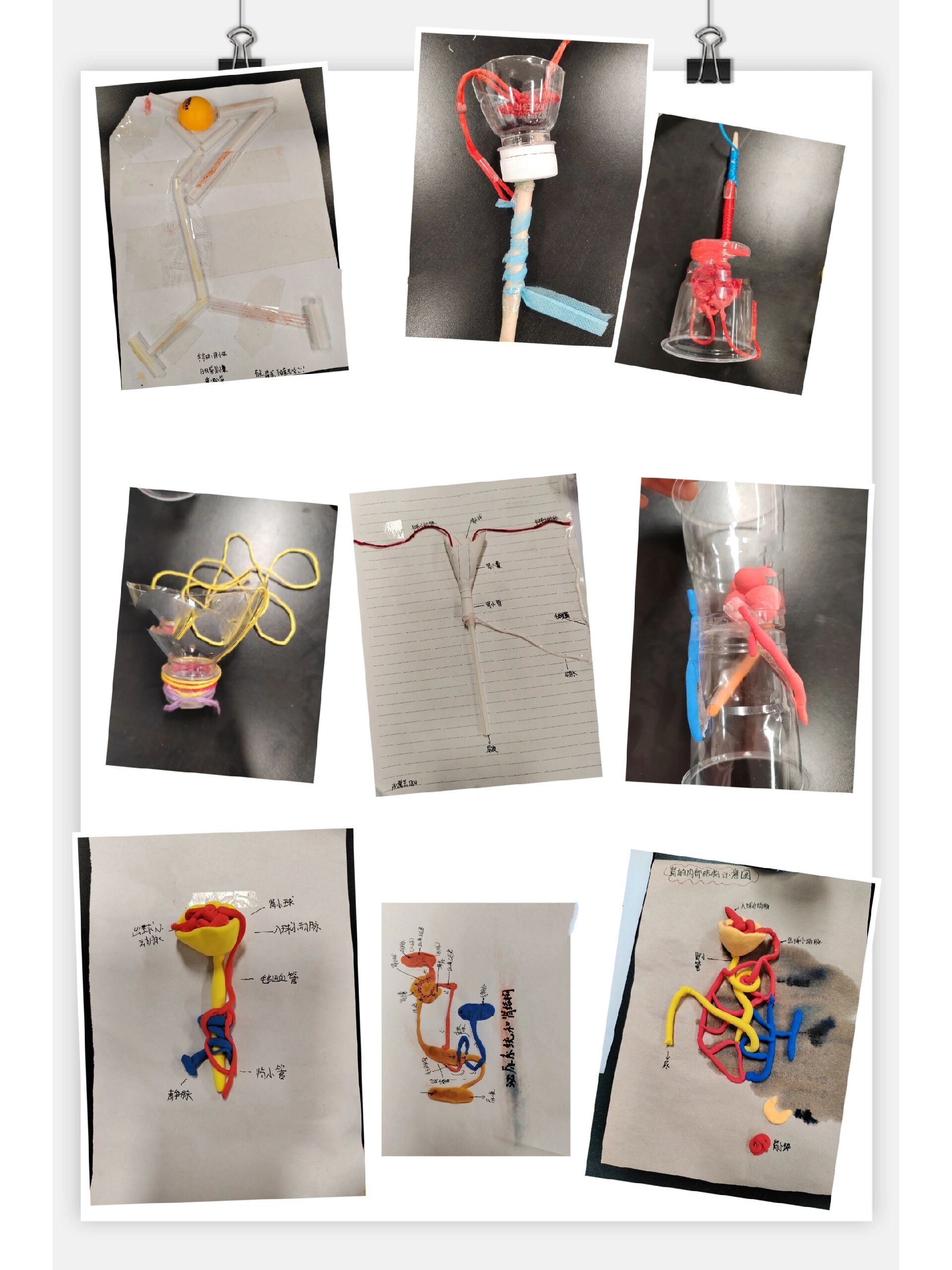 特色作业:肾单位模型