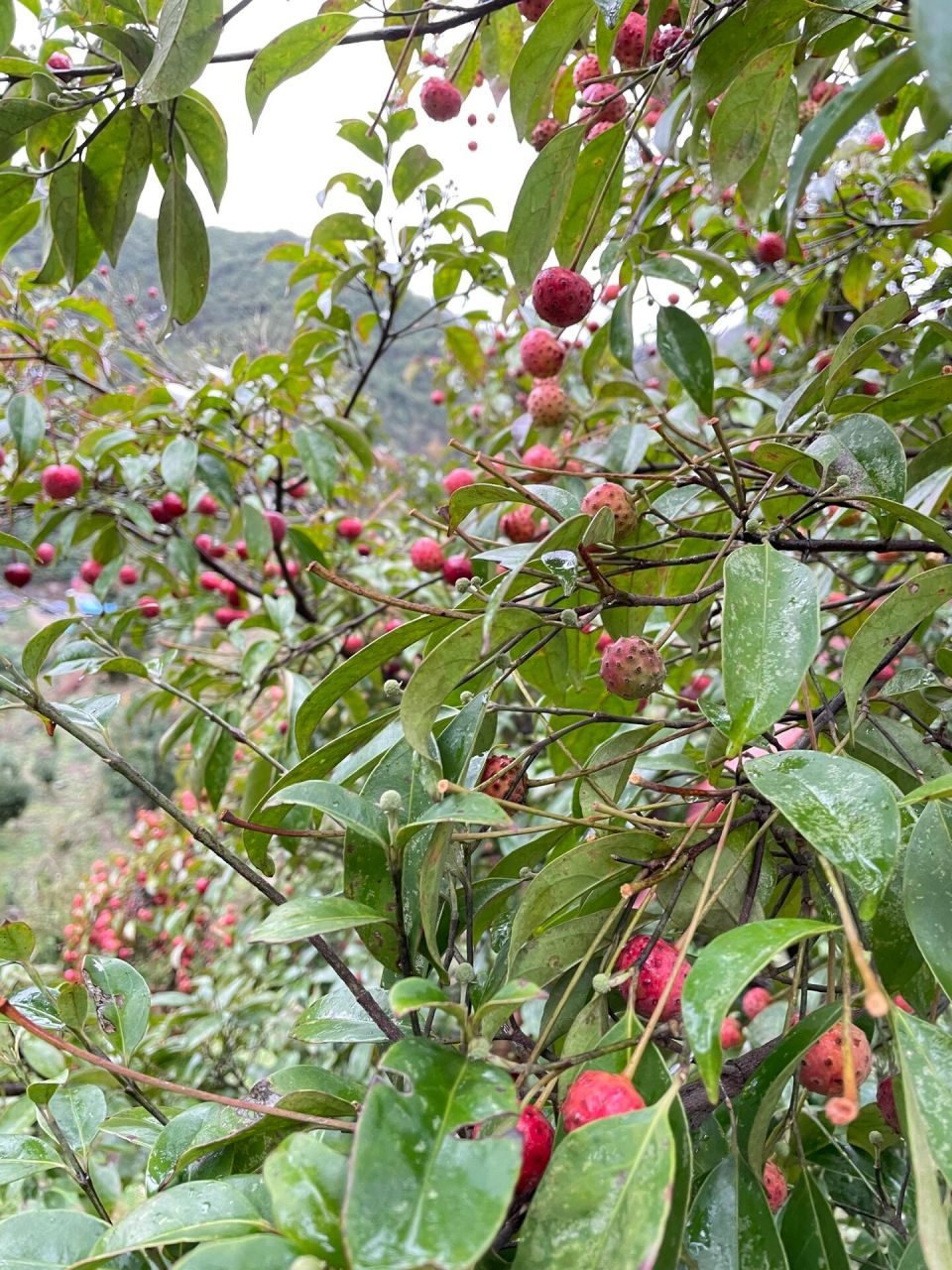 发现野生山荔枝!