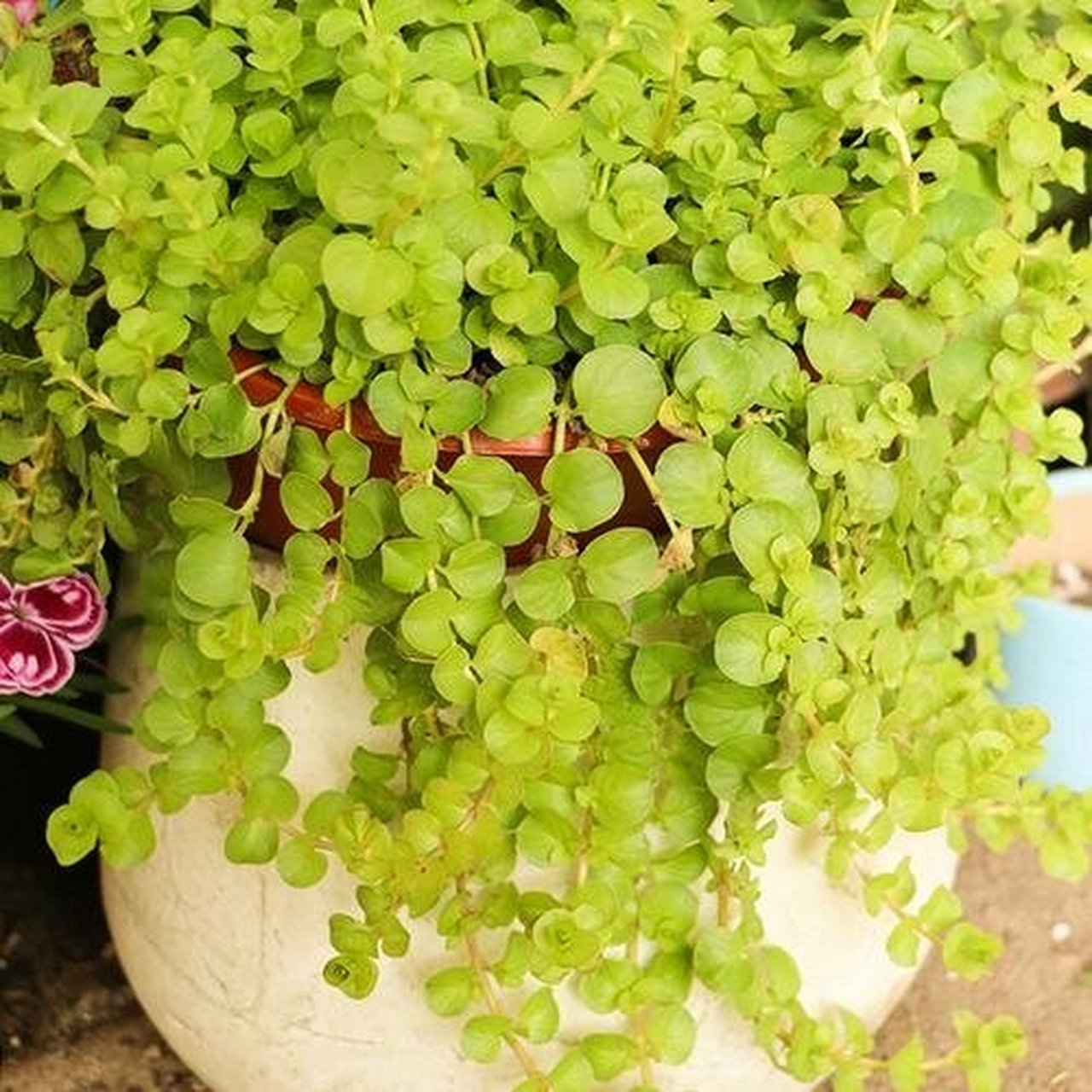 金叶过路黄——为你的居家环境添一抹靓色 金叶过路黄是过路黄属报春