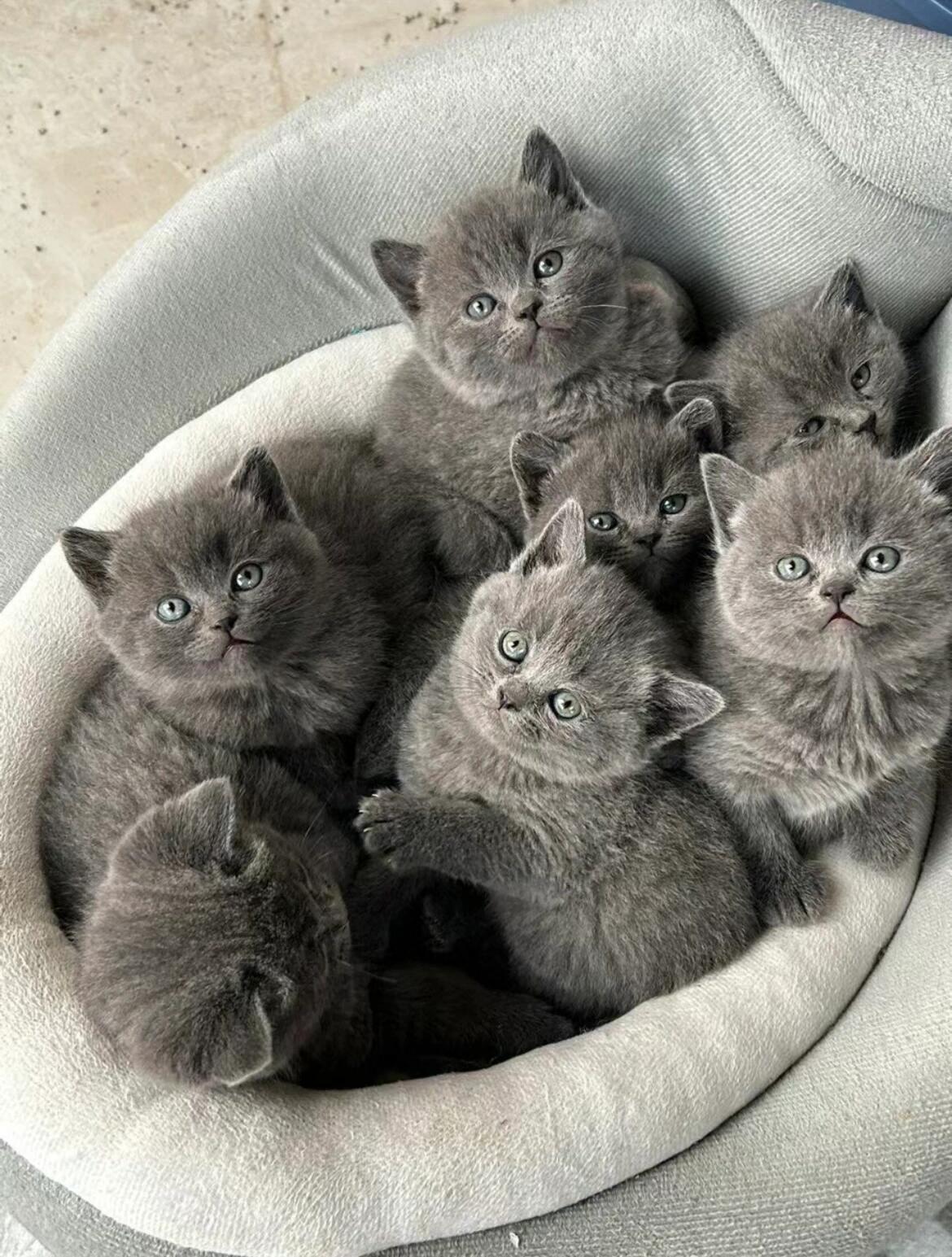 蓝猫幼猫两个月大700一只!