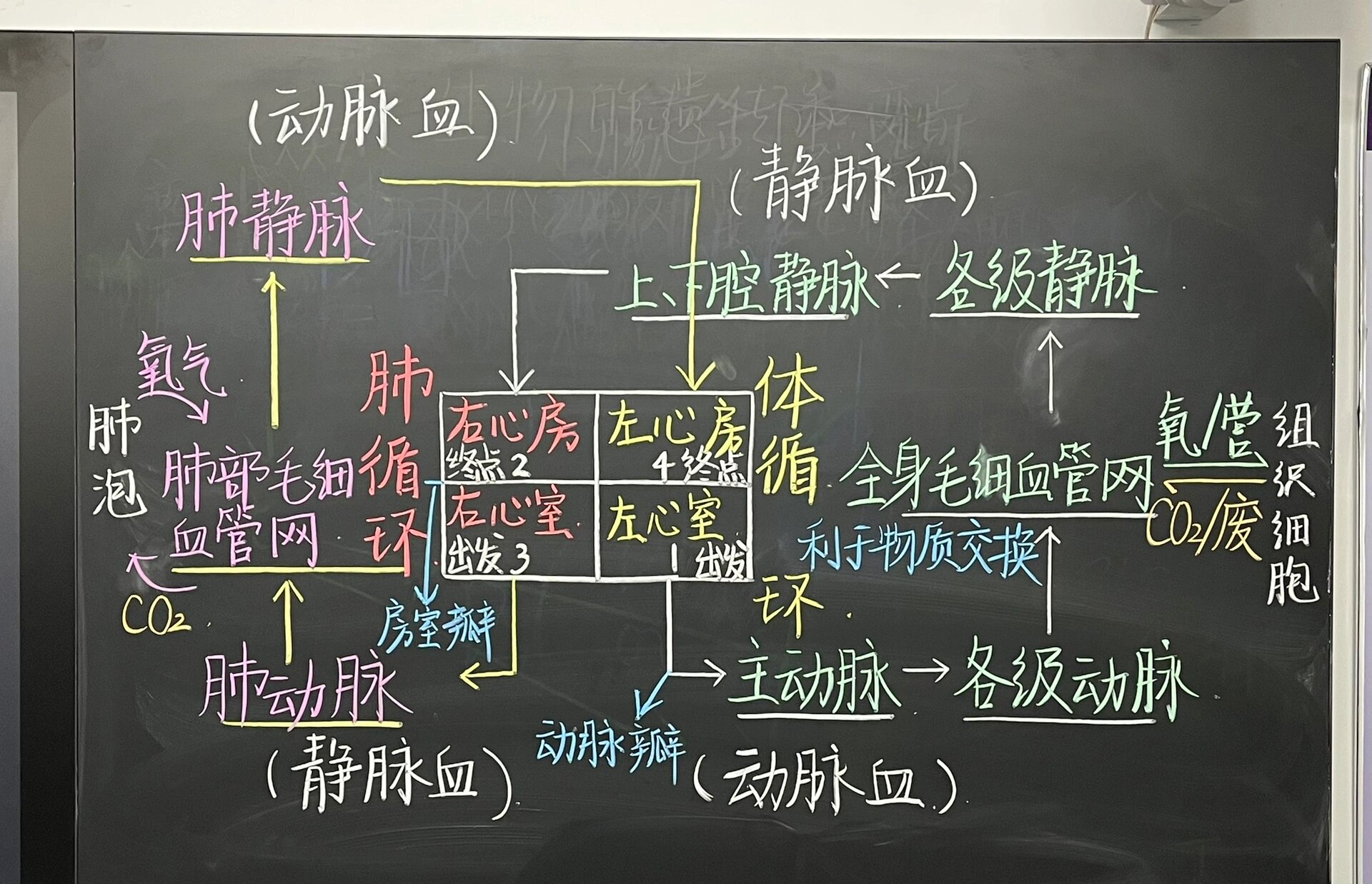 初中生物板书设计大赛图片