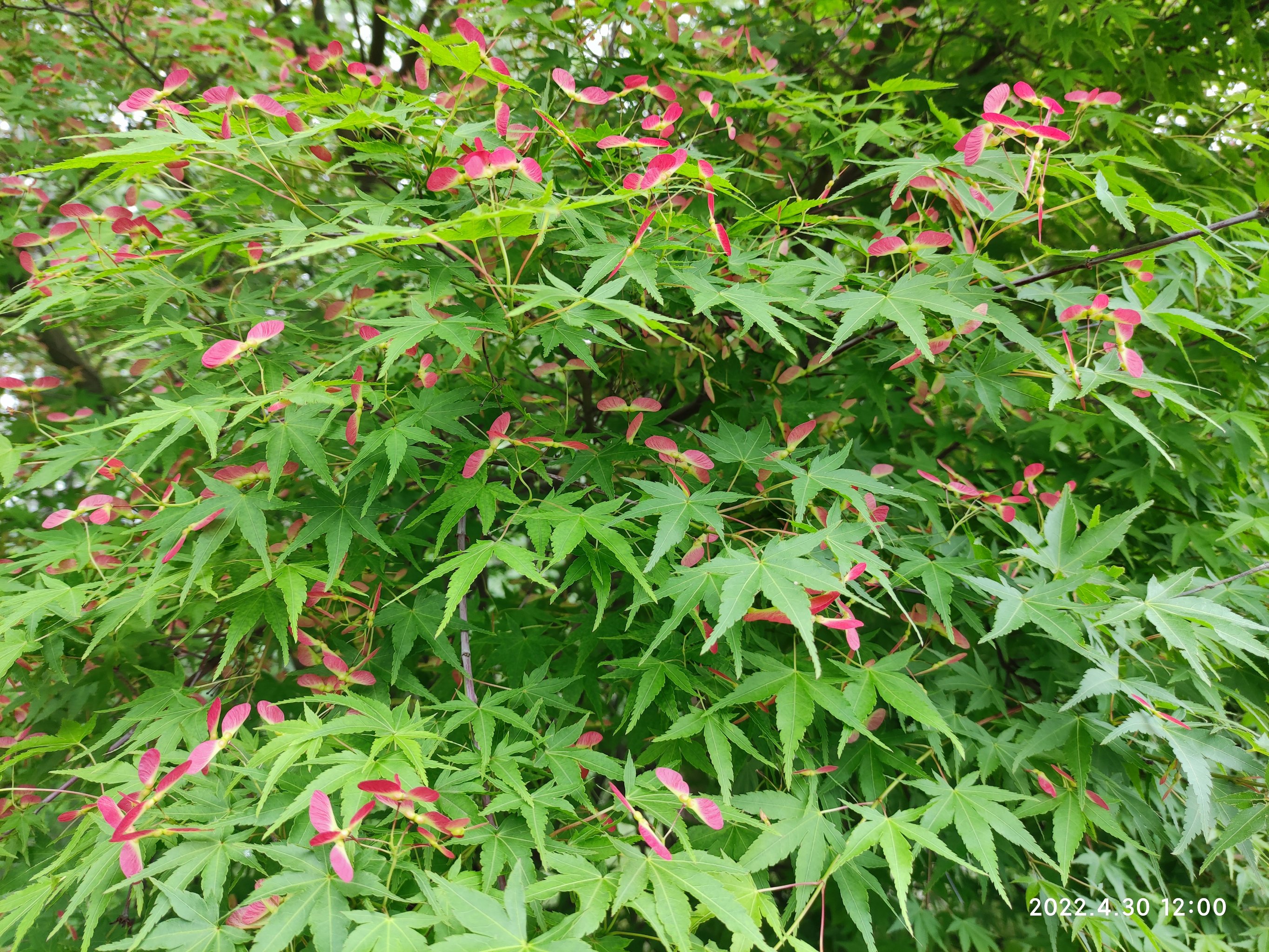 见过枫树开花吗?