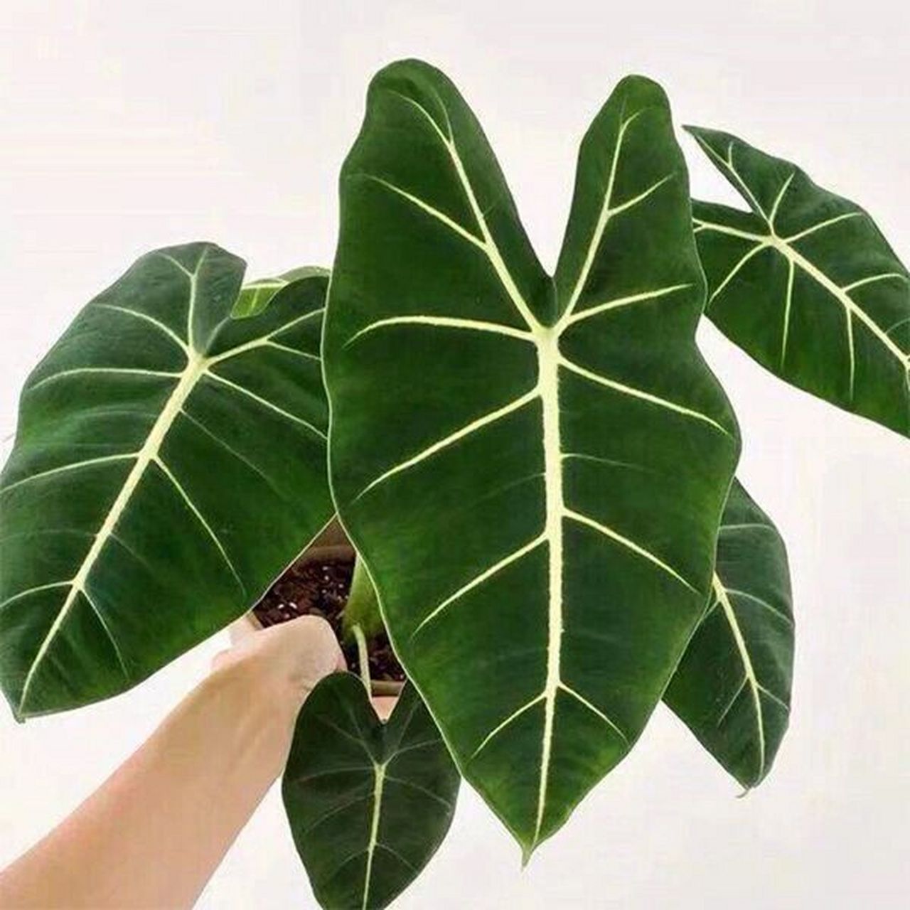 木植百科#绿天鹅绒海芋# 绿天鹅绒海芋(alocasia frydek)是天南星科