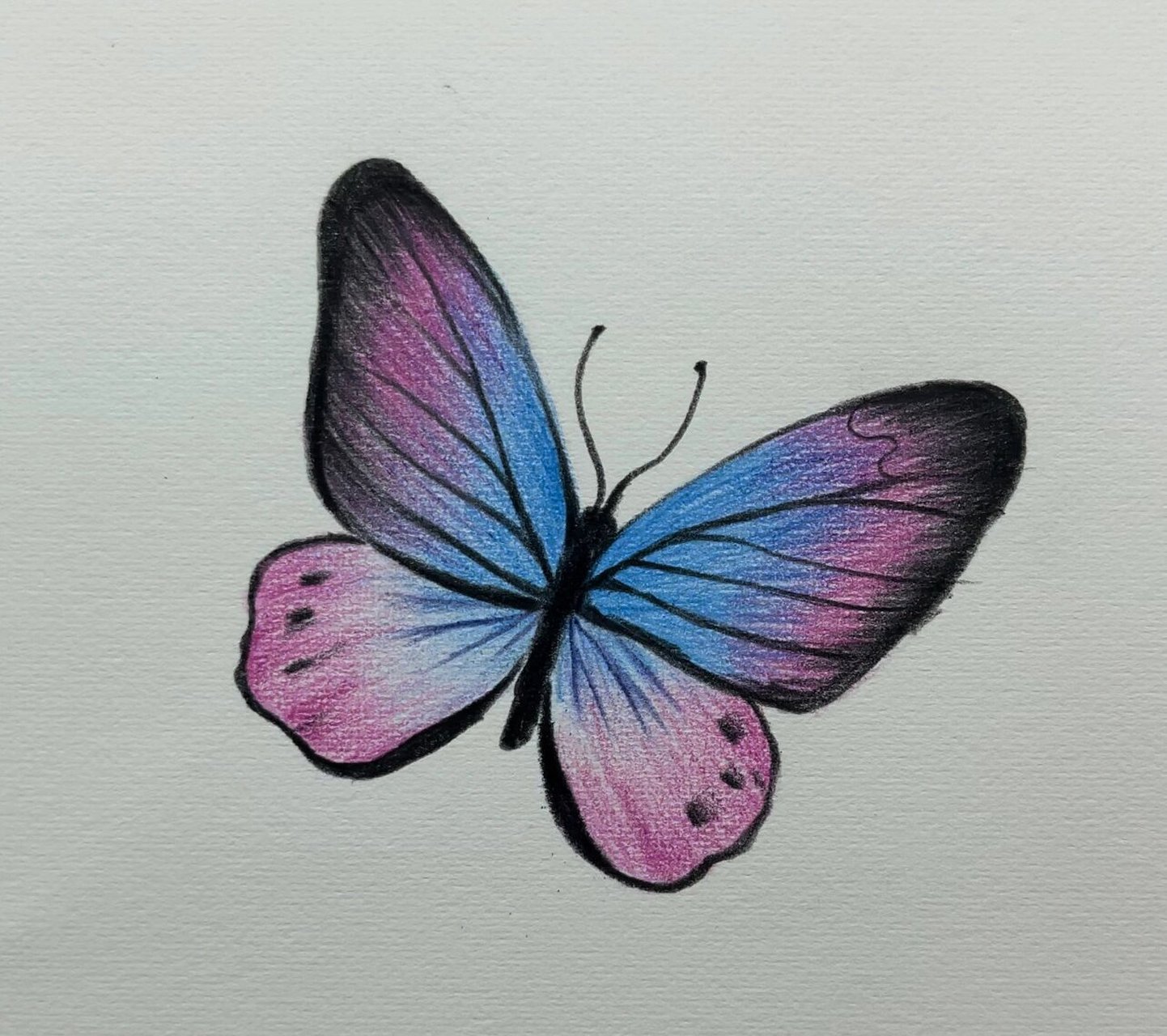 零基础彩铅:花蝴蝶详细绘画过程图