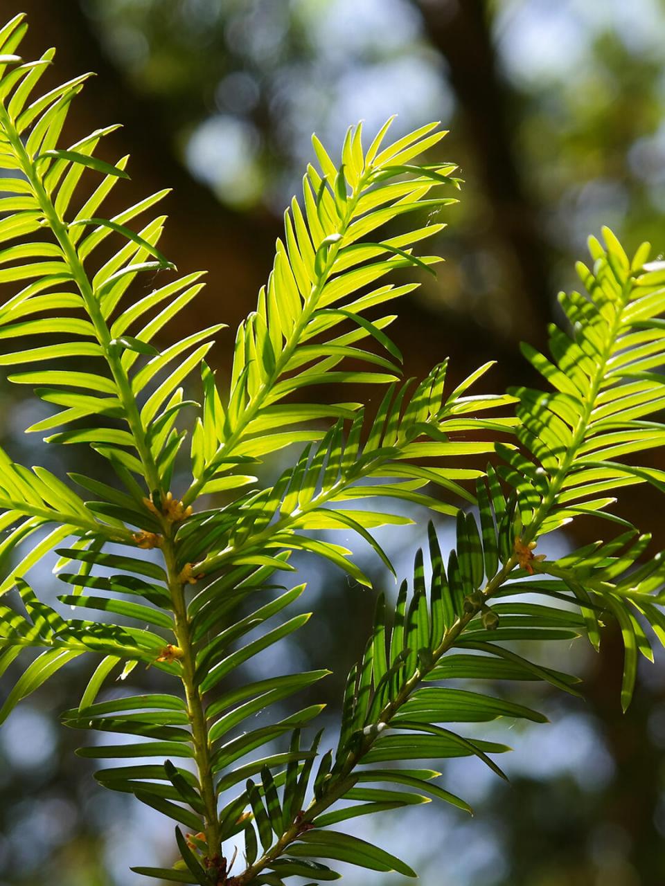 种花草养护知识 | 红豆杉 名:红豆杉/taxus wallichiana 科:红豆杉科