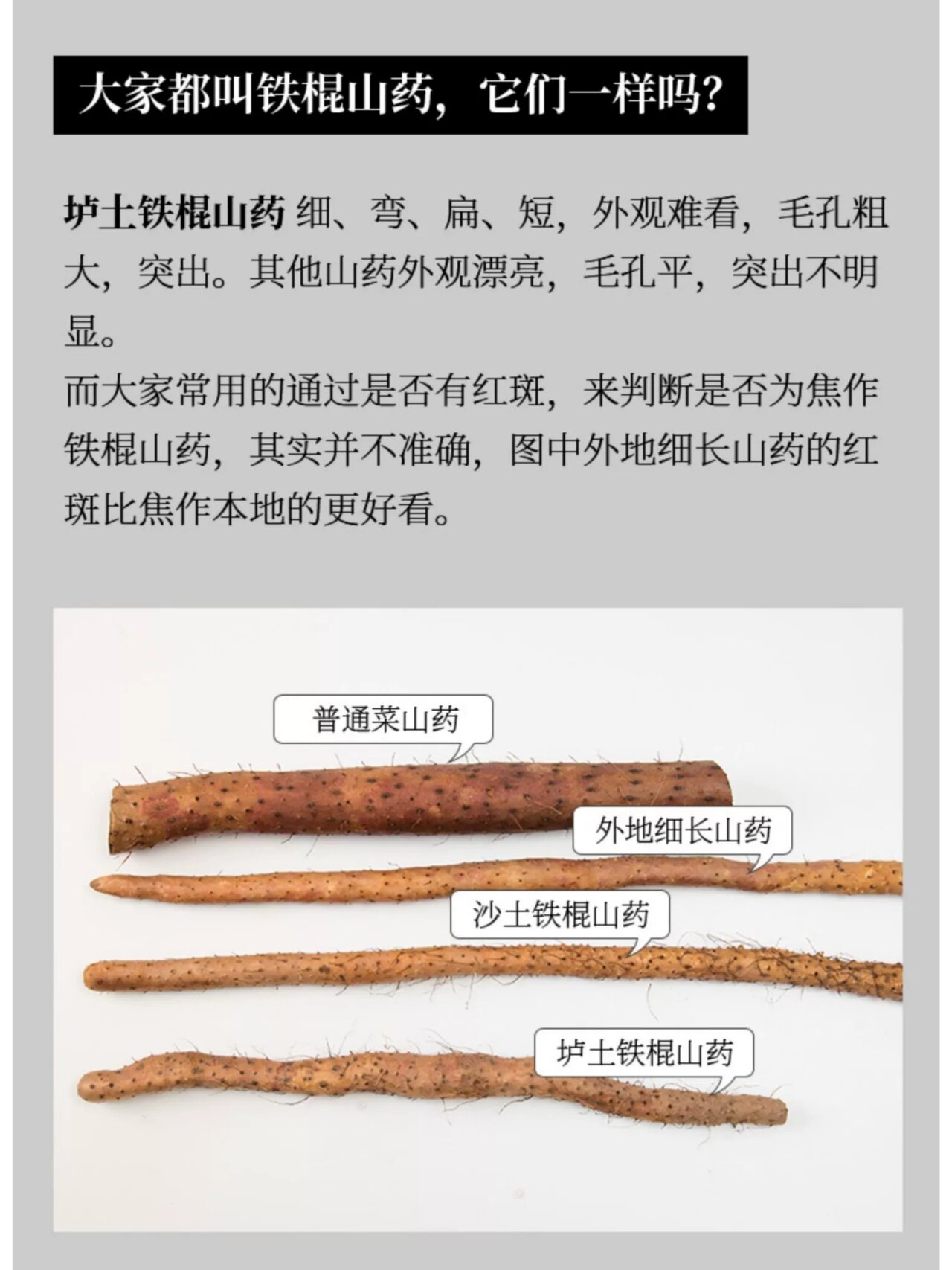 正宗铁棍山药辨别图片图片