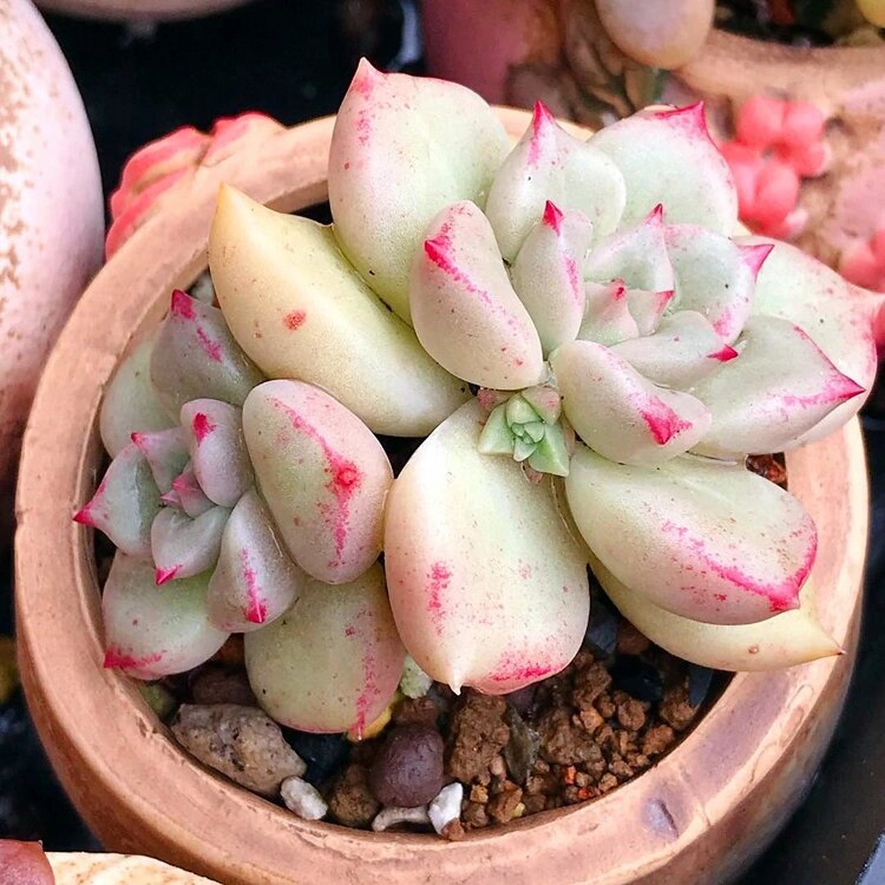 💎每天认识一种多肉🌸40🌈璀璨 璀璨,又称绚丽璀璨,属东云系