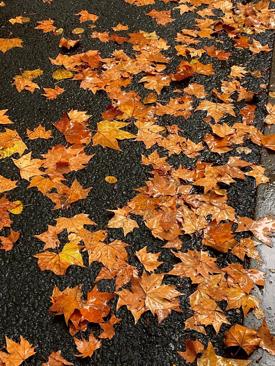南京的第一场梧桐雨93 深秋的第一个雨天 见证了一场浪漫的梧桐雨